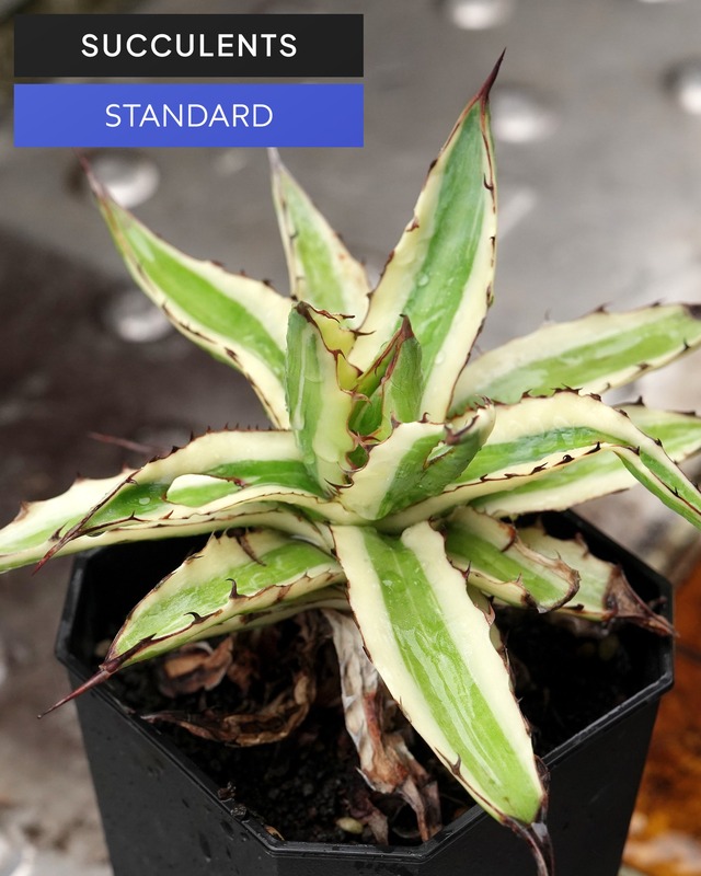 抜き苗 アガベ フロストバイト Agave xylonacantha 'Frostbite'