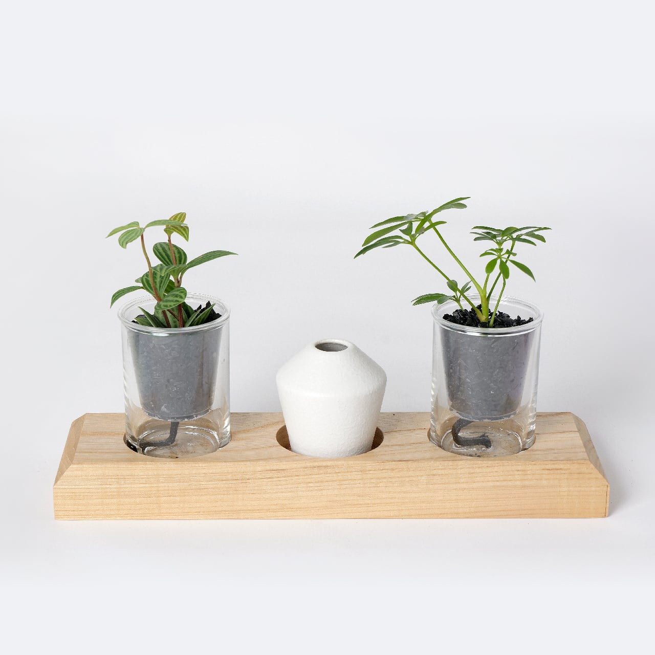 選べる炭の樹・花瓶セット【炭の樹 2鉢・花瓶 1個】 | sumino