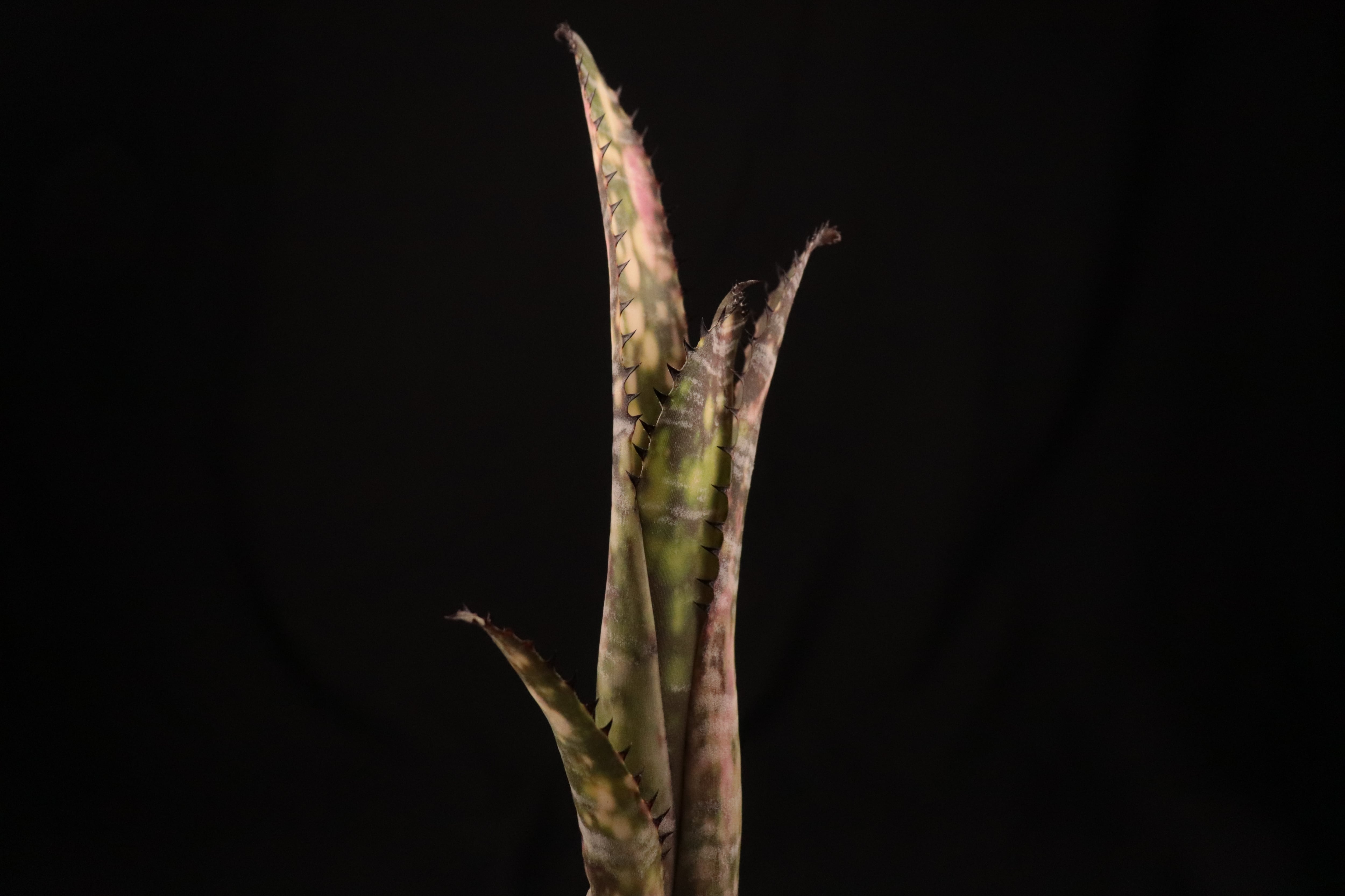 reserved】Billbergia 'Zipline'〔ビルベルギア〕現品発送B0177