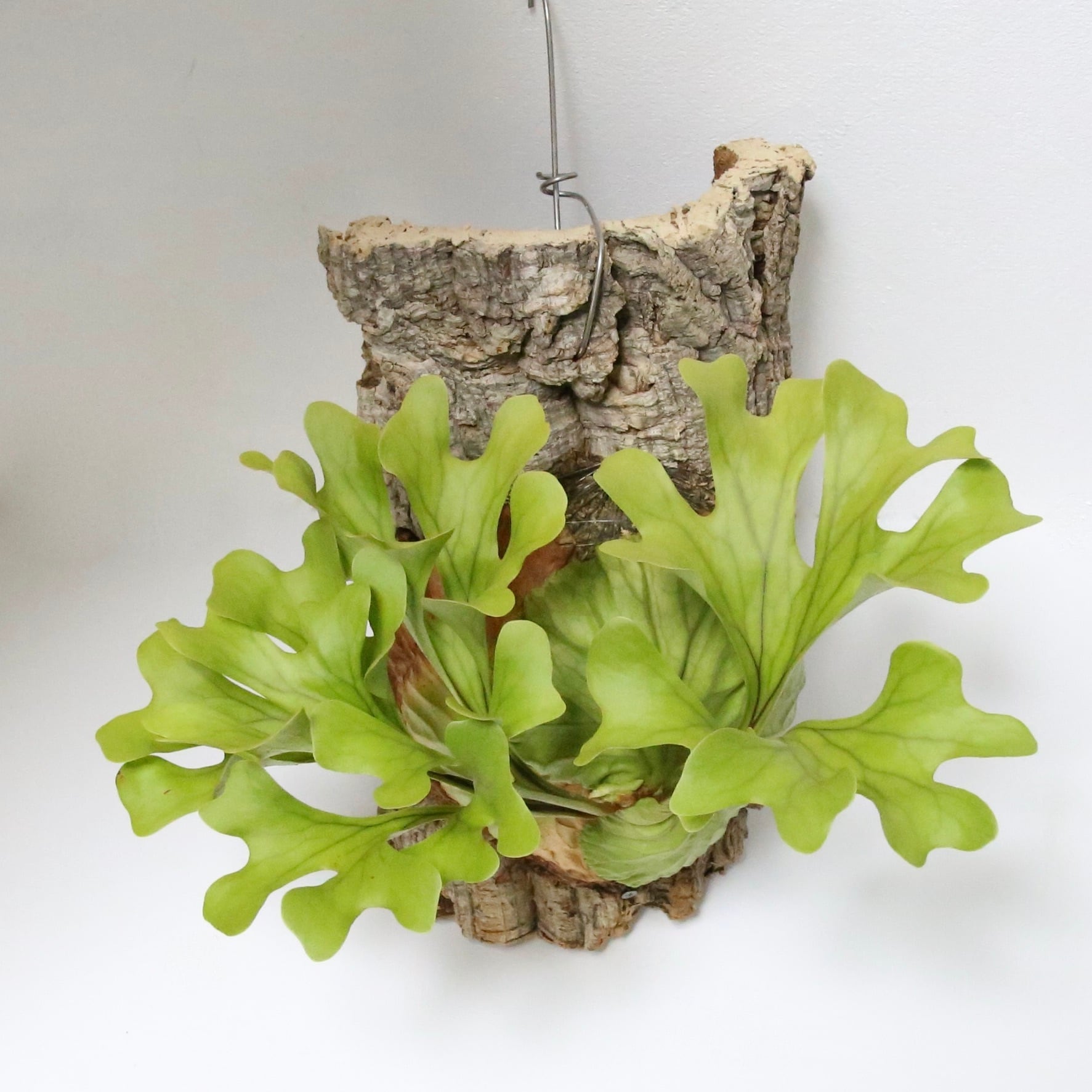 P.ridleyi_リドレイ d◆ ビカクシダ コルク付 ビカクシダ リドレイ | コルク付き - 観葉植物・多肉植物の販売、通販
