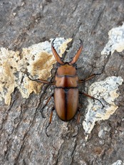 【WF1】《アスタコイデスノコギリ ssp. 貴州省産　Freeペア》おい上田氏委託個体