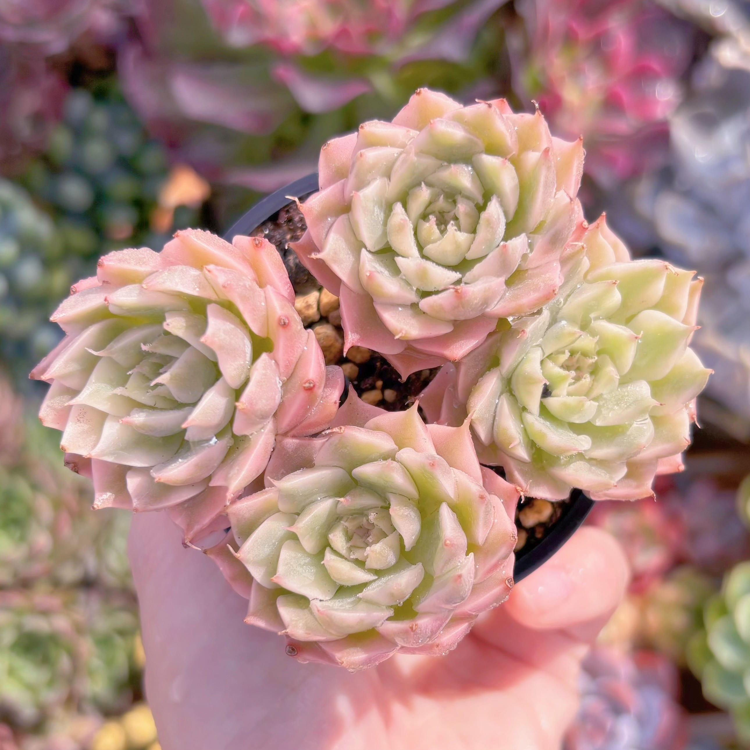 現品　マーガレット錦#F097　群生　るる農園