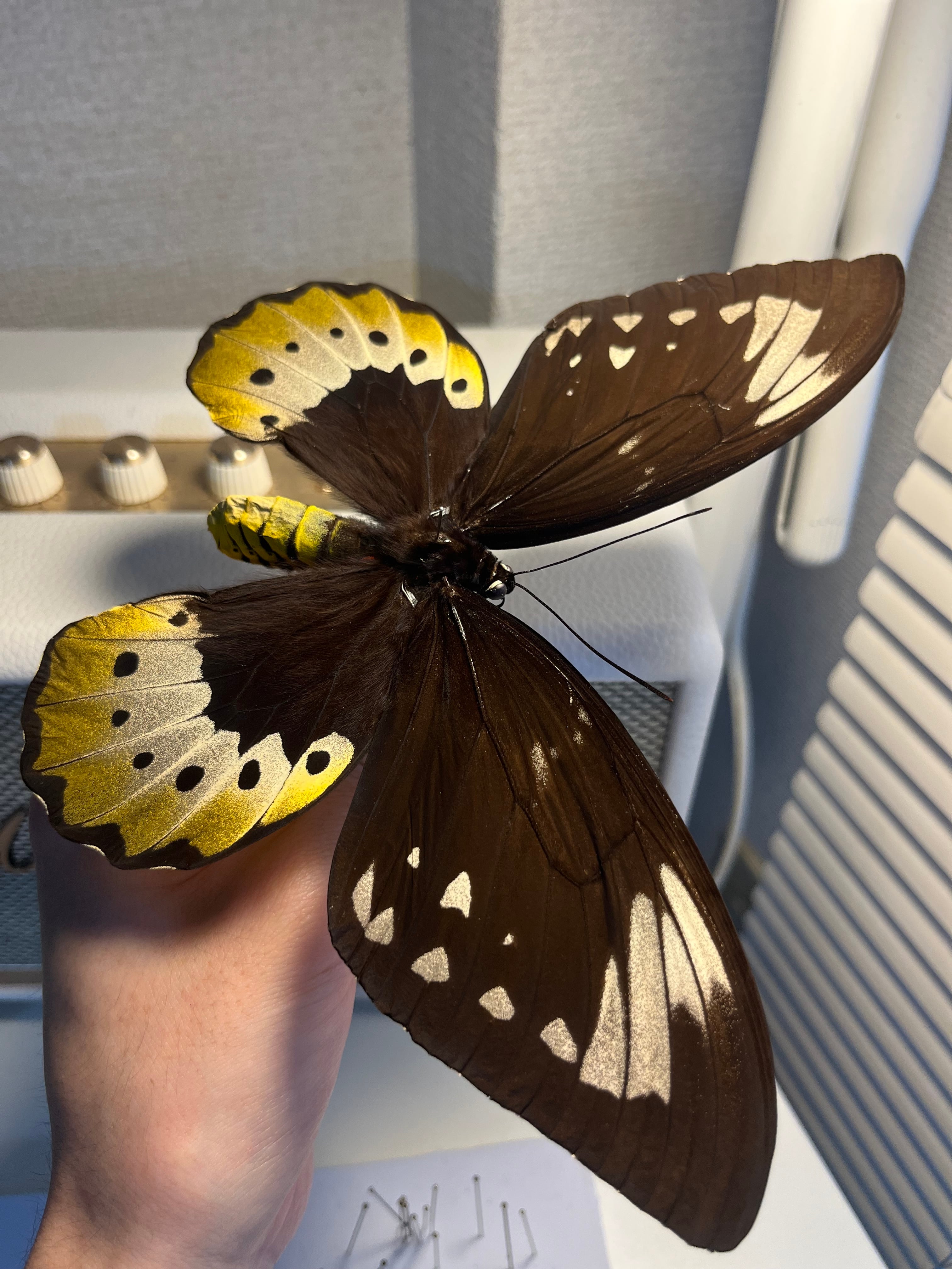 蝶最大級】ゴライアストリバネアゲハ 外国産蝶標本 蝶 標本 メガネ