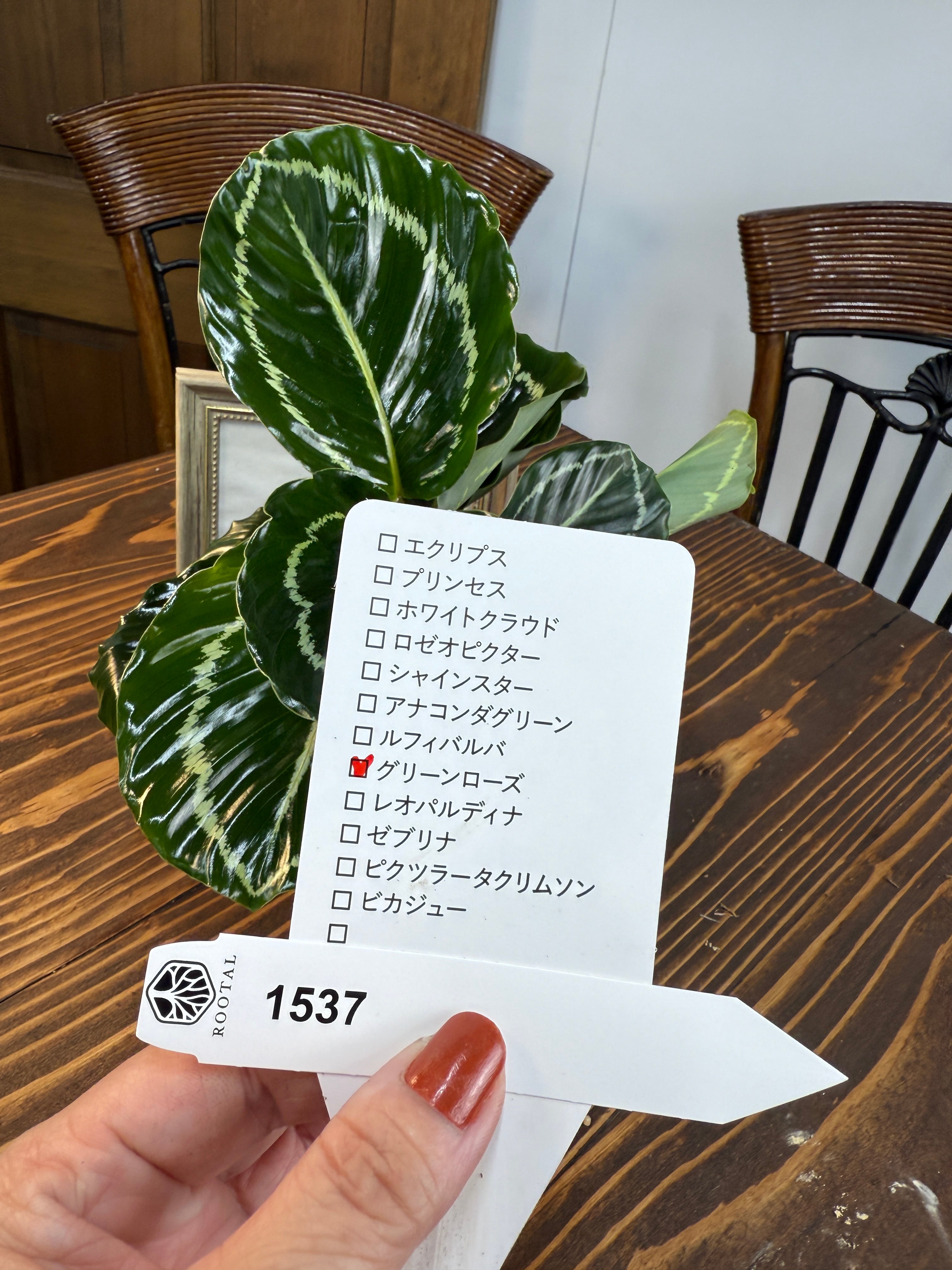 ★1537 カラテア グリーンローズ (3.5号ポット)