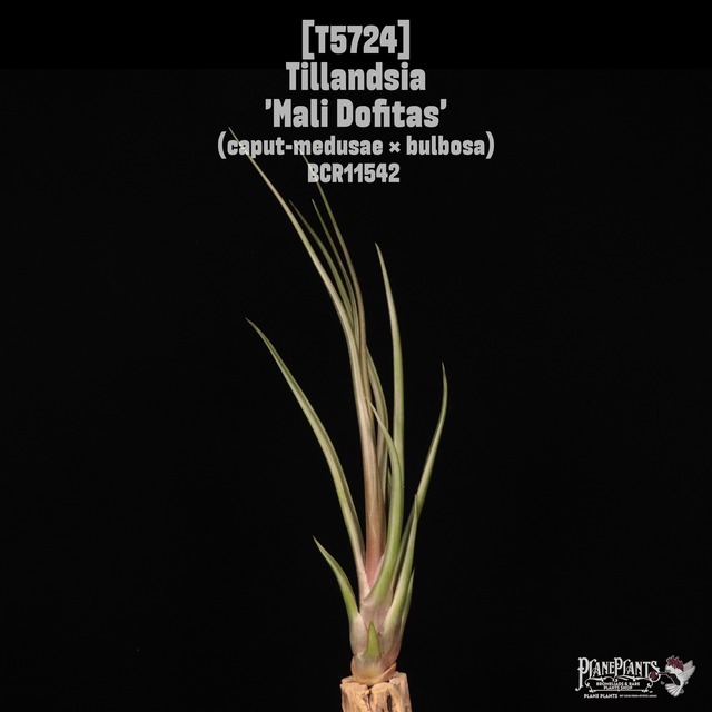 【送料無料】mittlaensis var. tulensis〔エアプランツ〕現品発送T4878