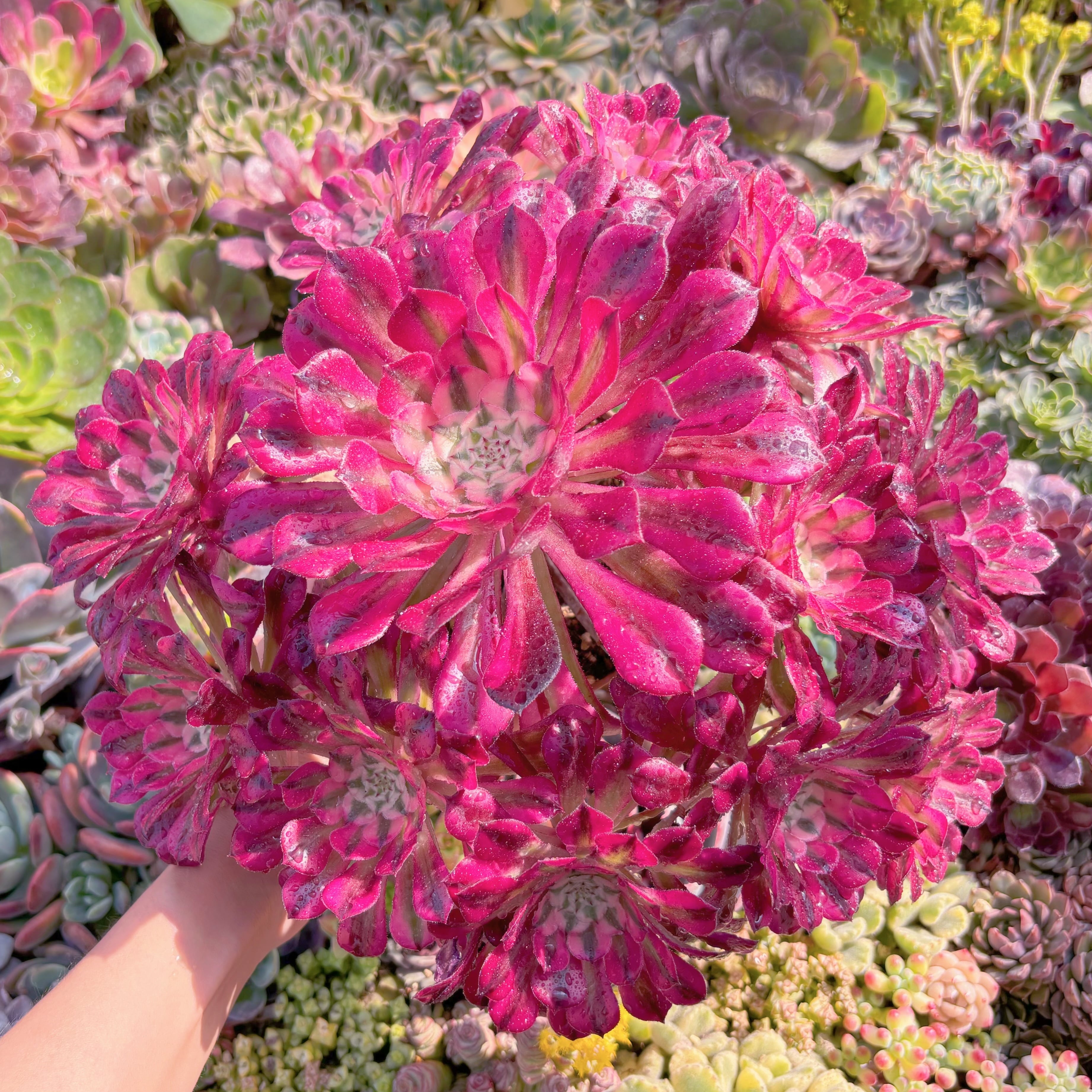 現品　ブラックチェリー#M154　特大群生　新入荷　るる農園