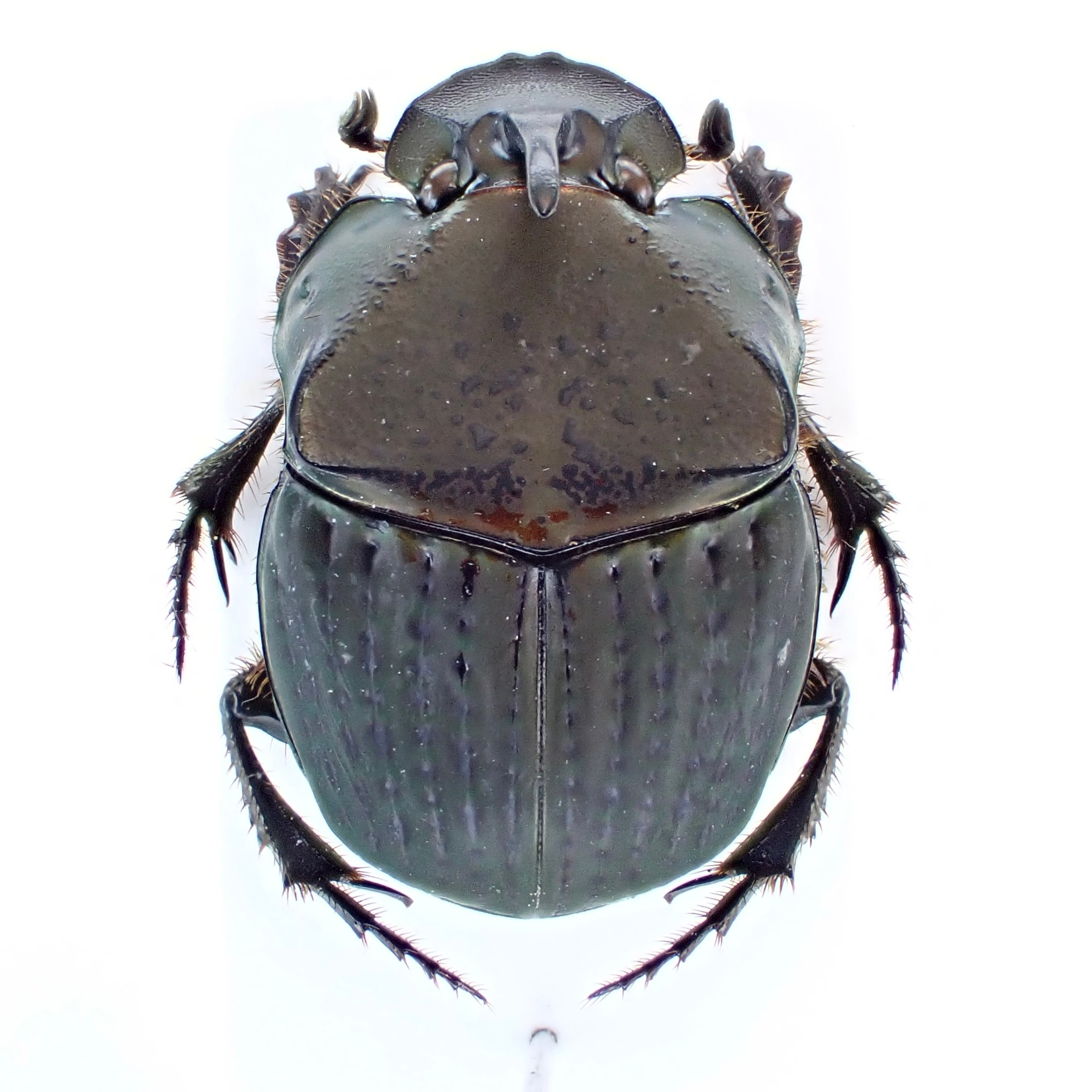 ペルー産 Phanaeus cambeforti ♂♀ 15mm/15mm | 昆虫標本 Diggers