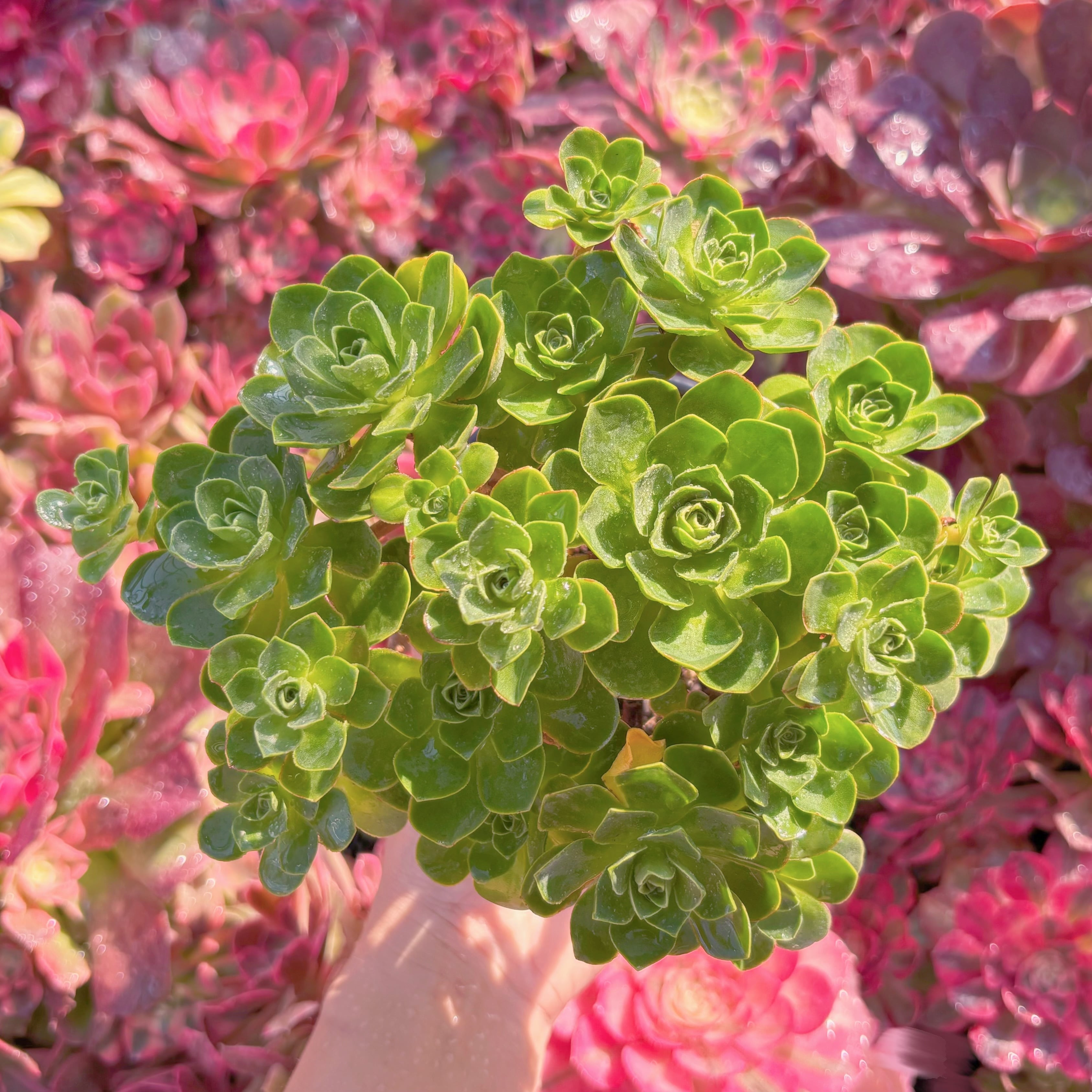 現品　Greenovia樹花ローズ(じゅかローズ)#K129　群生　新入荷　るる農園