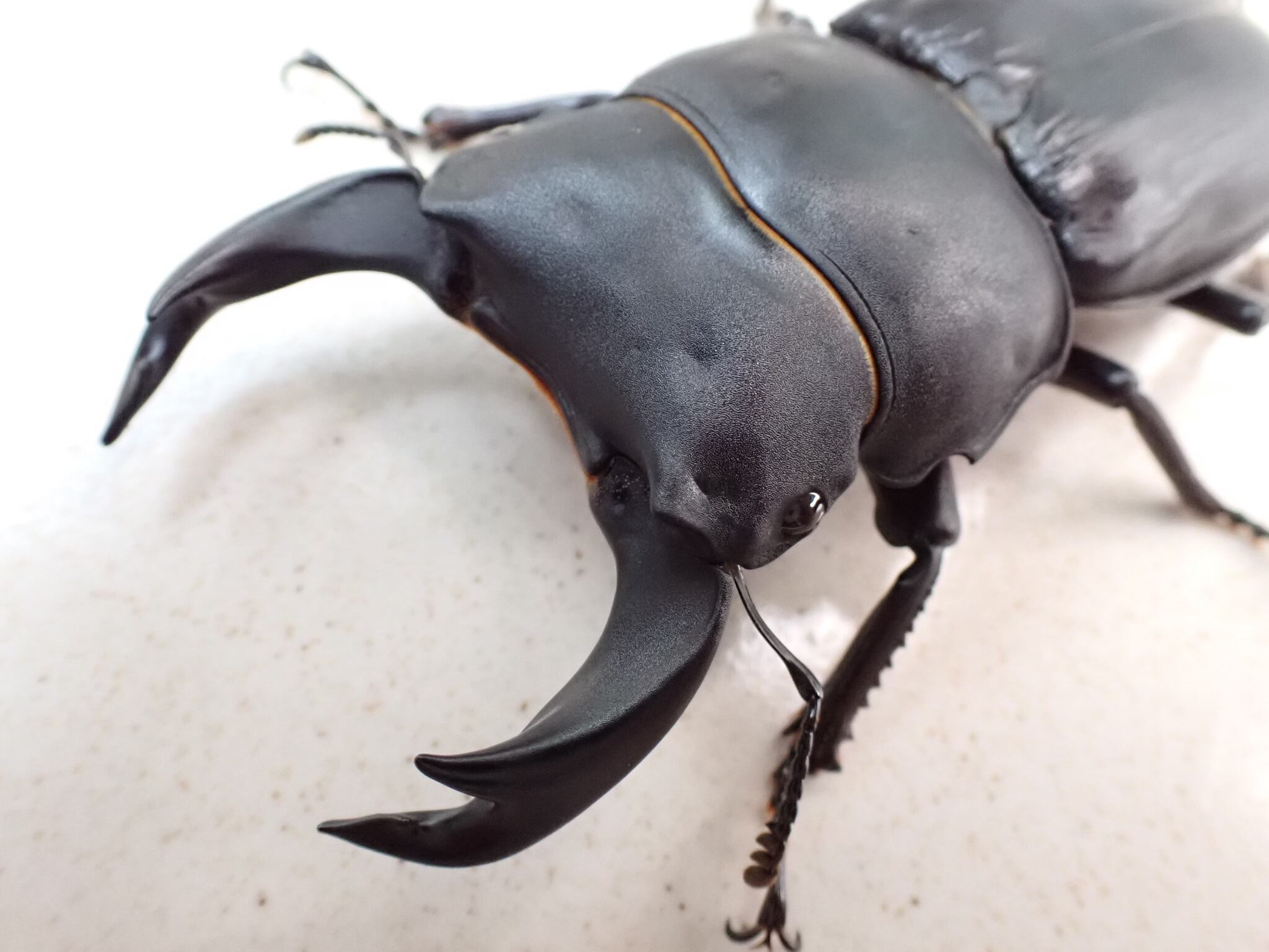 特殊個体】ピカソモスタナバタユタカヤガ蛾ルナモスミズアオモルフォ