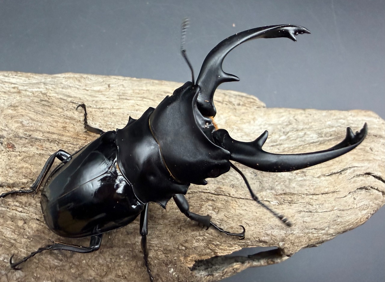 【WD】《インターメディアツヤクワガタ ガントン産 92mm ペア》