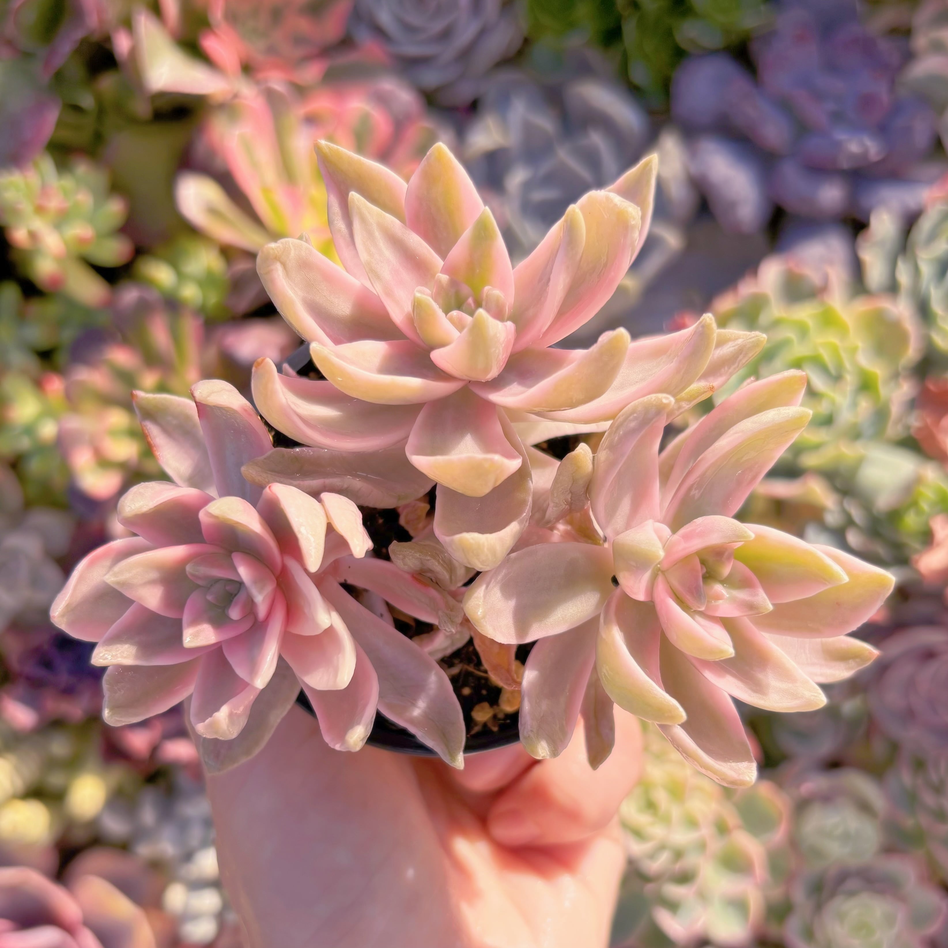 現品　淡羽錦#M102　群生　在庫僅少　るる農園