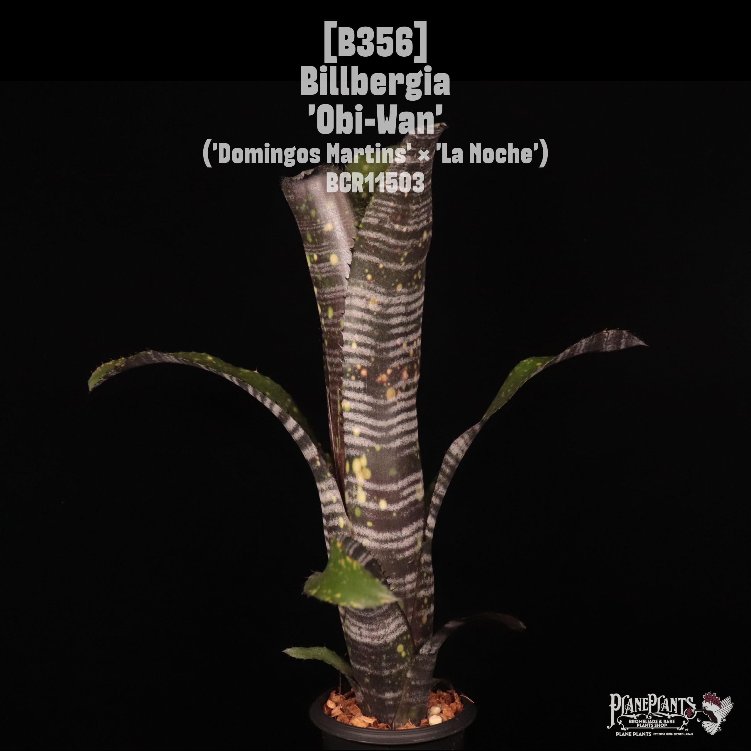 Billbergia | plane plants