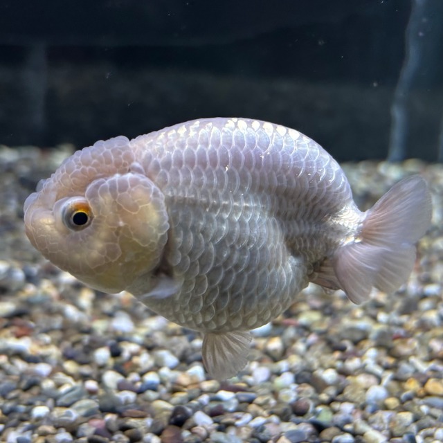 瑪瑙らんちゅう　７ｃｍ