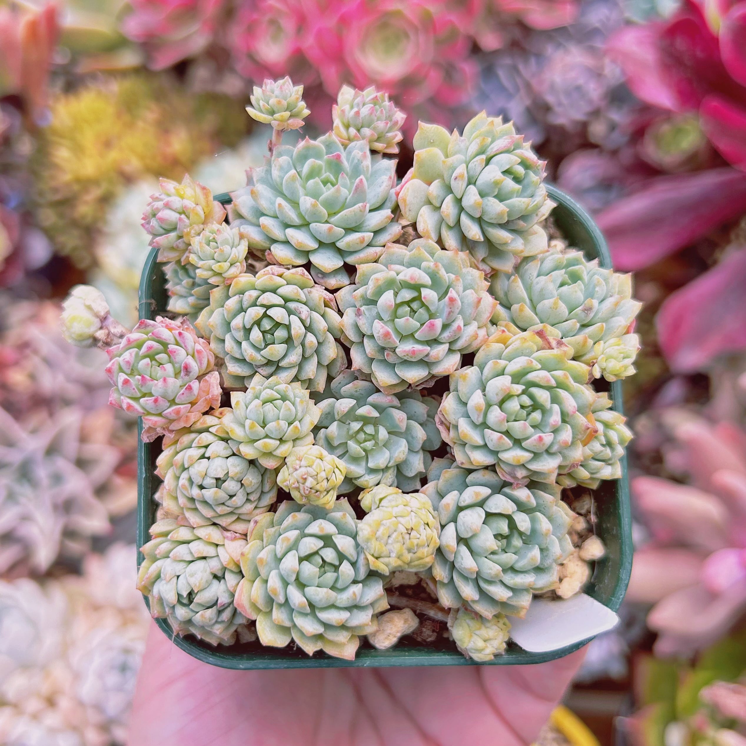 #847現物　多肉植物　グロブローサxブルーミニマ　抜き苗　