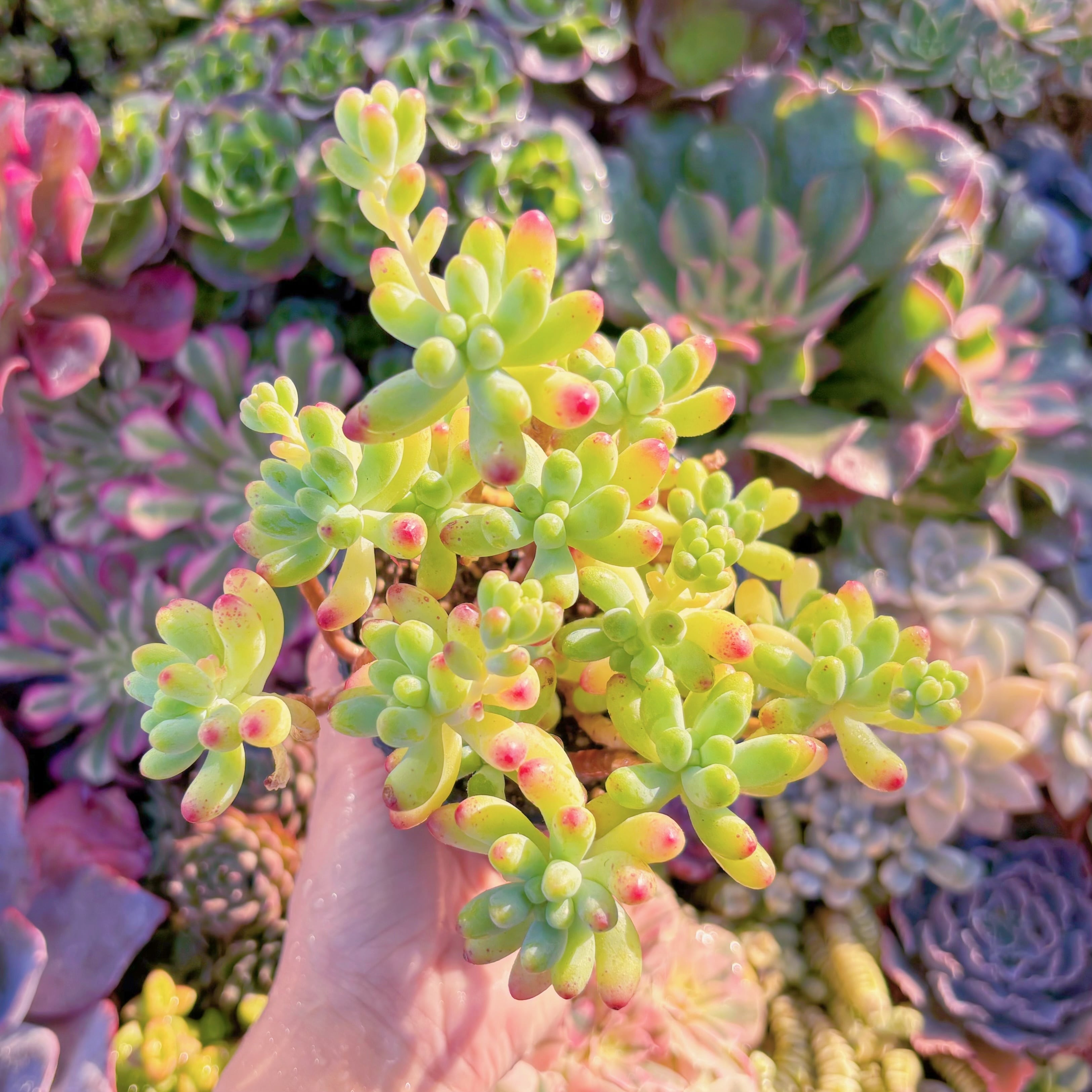 現品　乙女心#F077　新入荷　るる農園