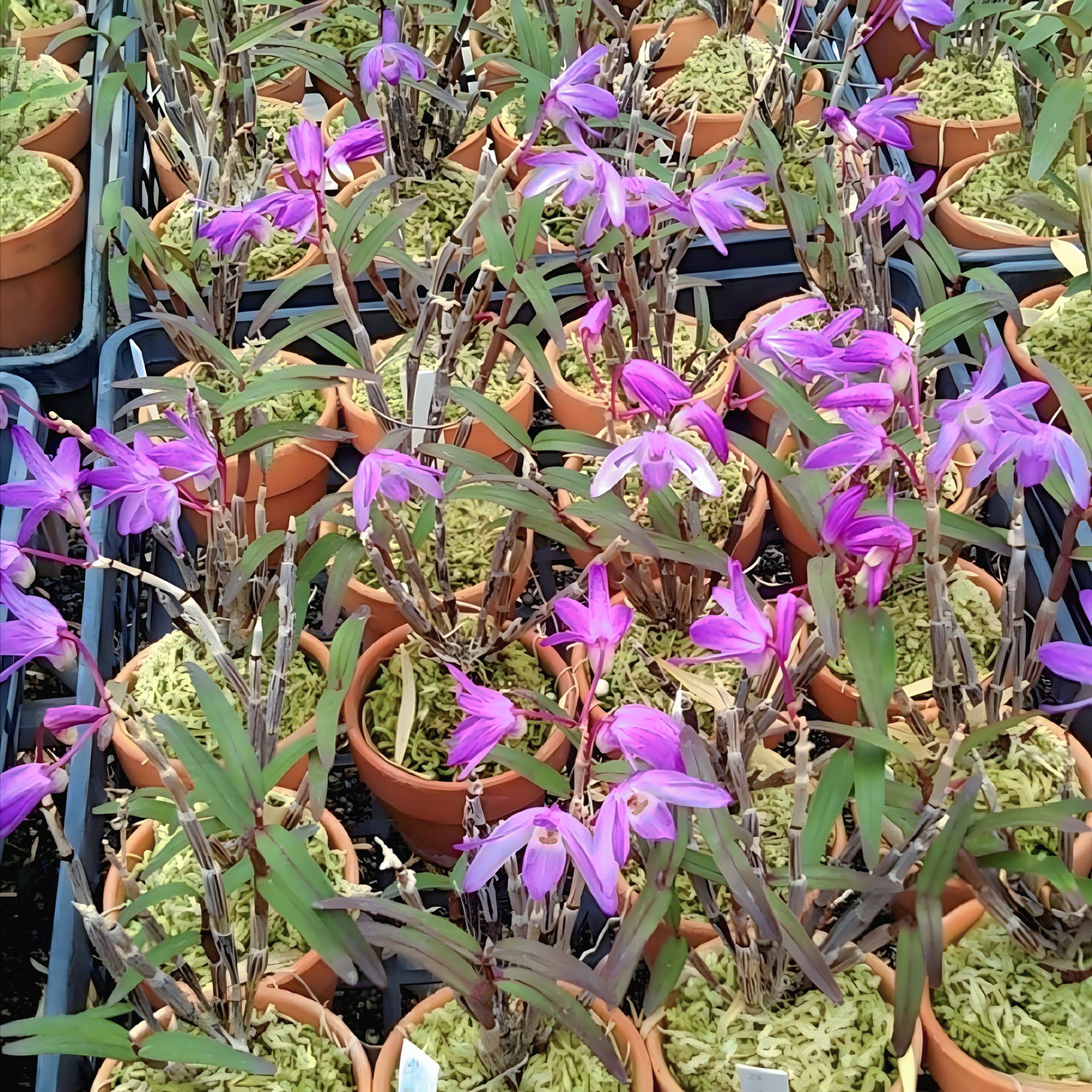 セッコク 赤 ec15a91ec1235a14075c956ad62d3c