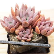 【PREMIUM】 抜き苗 桃源 Echeveria 'Land of Peach Blossoms'