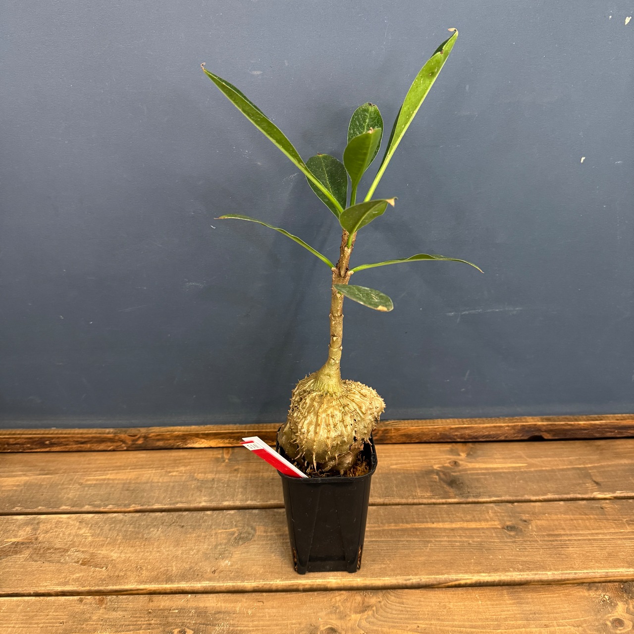 【クリアランス】ミルメコディア sp.【510】