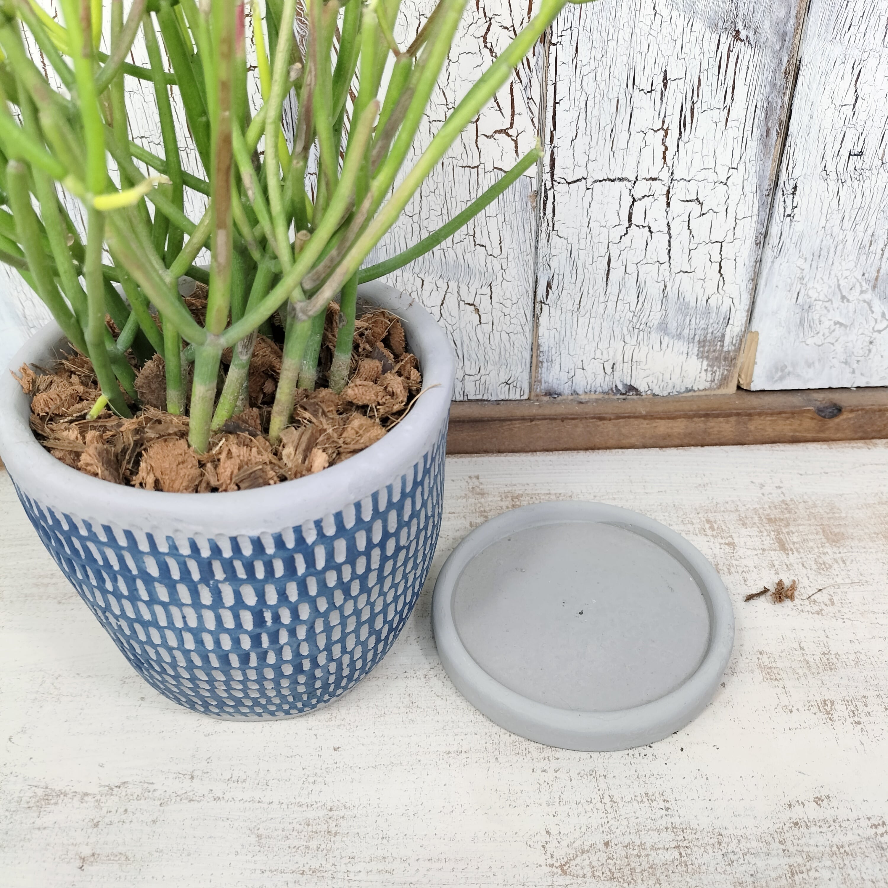 ミルクブッシュ 観葉植物 | Pay ID ミルクブッシュ 観葉植物 | Pay ID