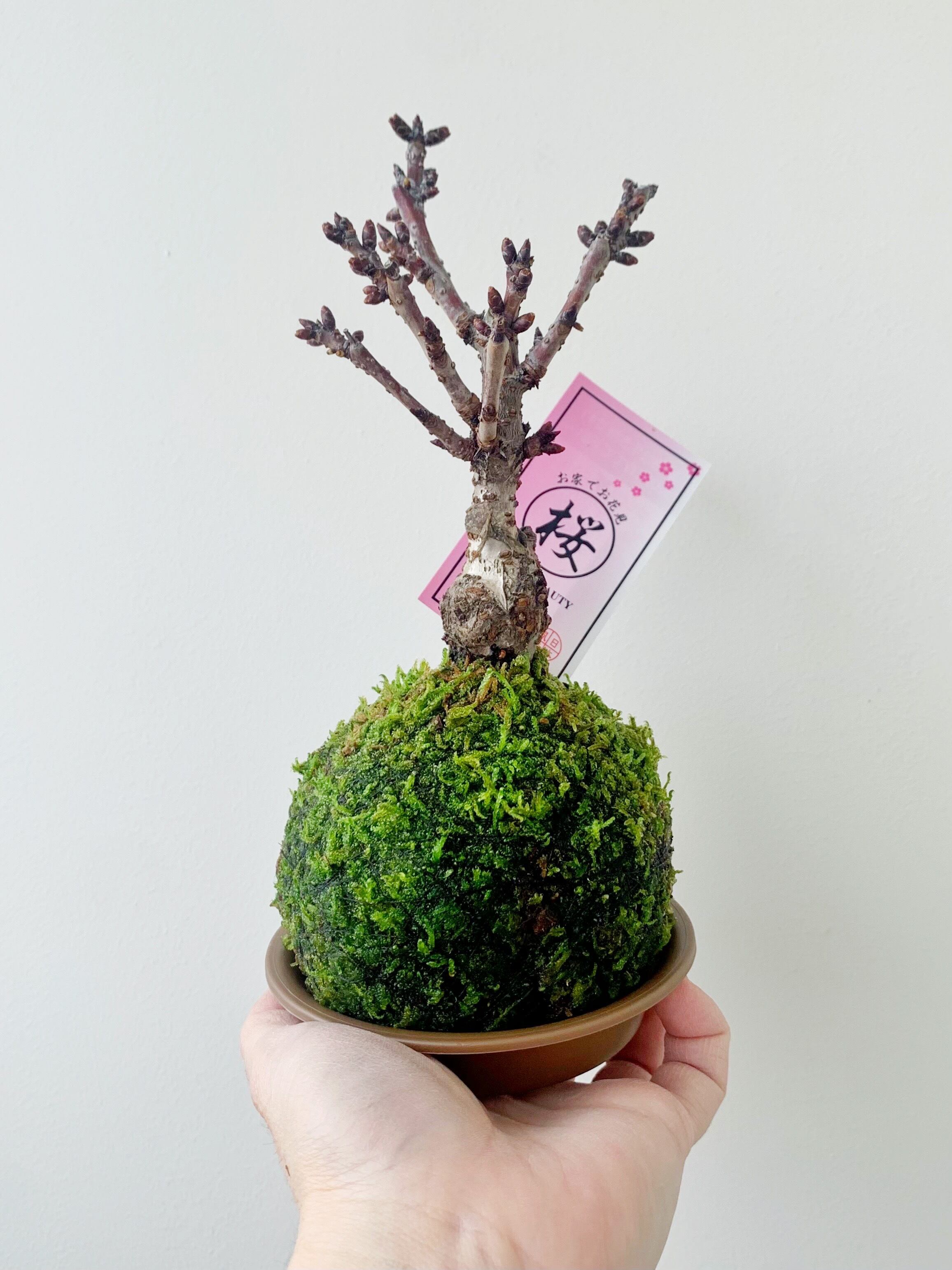 桜 苔玉【ランダム配送】可愛い盆栽植物