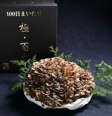 マジックマッシュルーム舞茸の世界: その限りない効用の世界マイタケはガン、エイズ マジックマッシュルーム 舞茸の世界 その限りない効用の研究