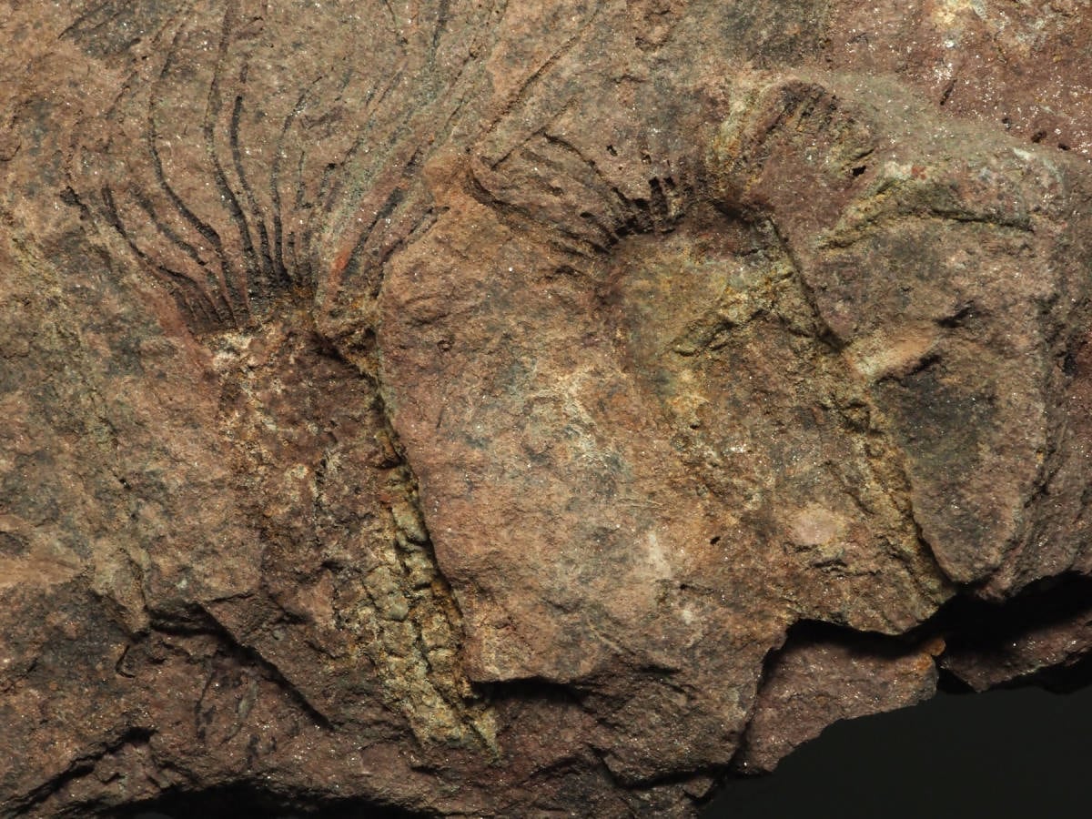 ウミユリの化石【Ascocystites sp.】モロッコ王国産/棘皮動物 | 化石