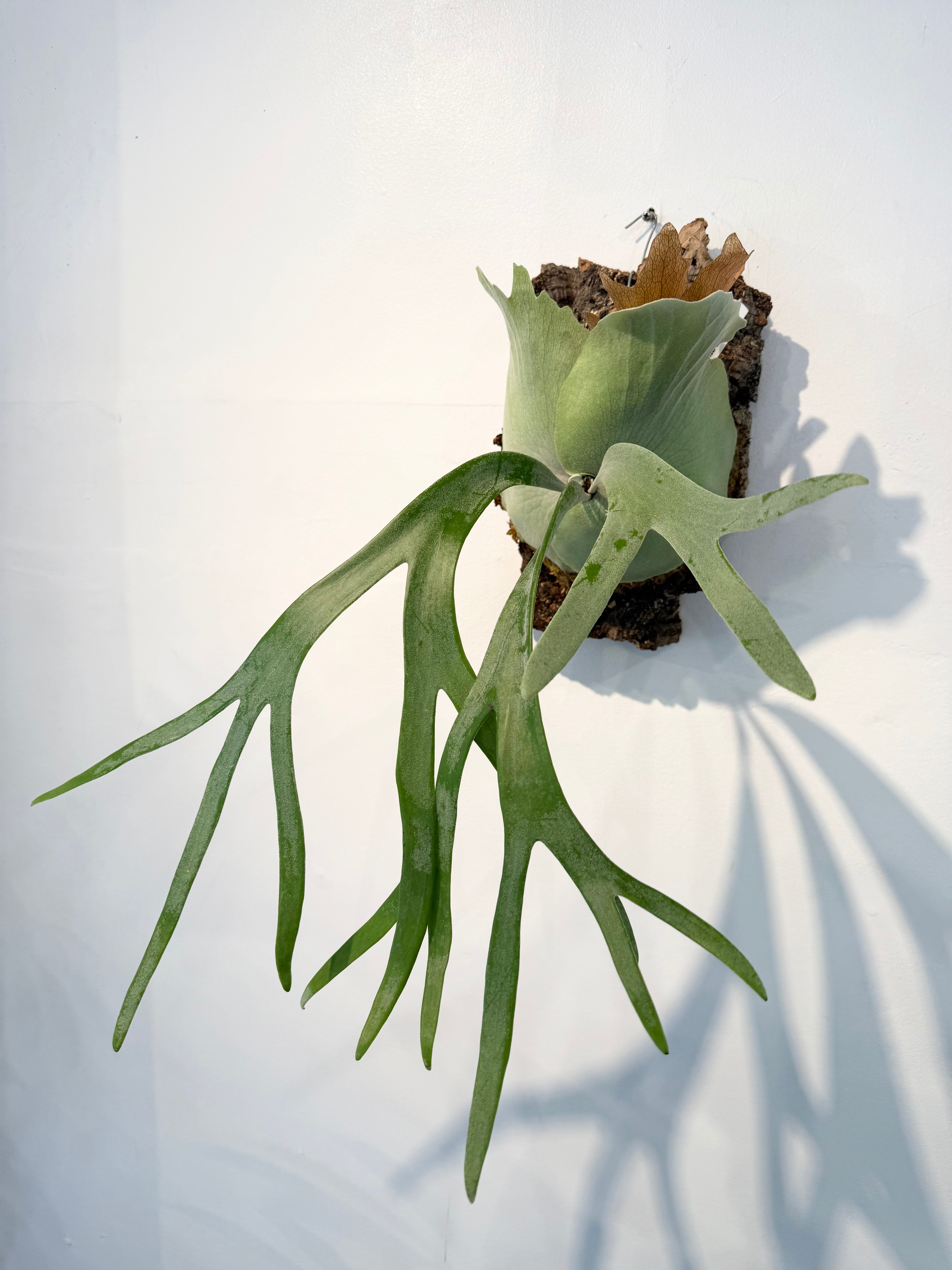 Platycerium_ビカクシダ | vandaka plants