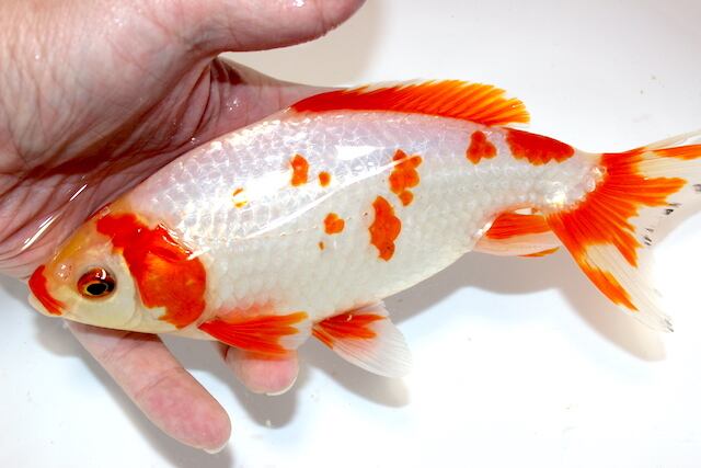 更紗蝶尾 二歳魚 （親魚上物）ペア