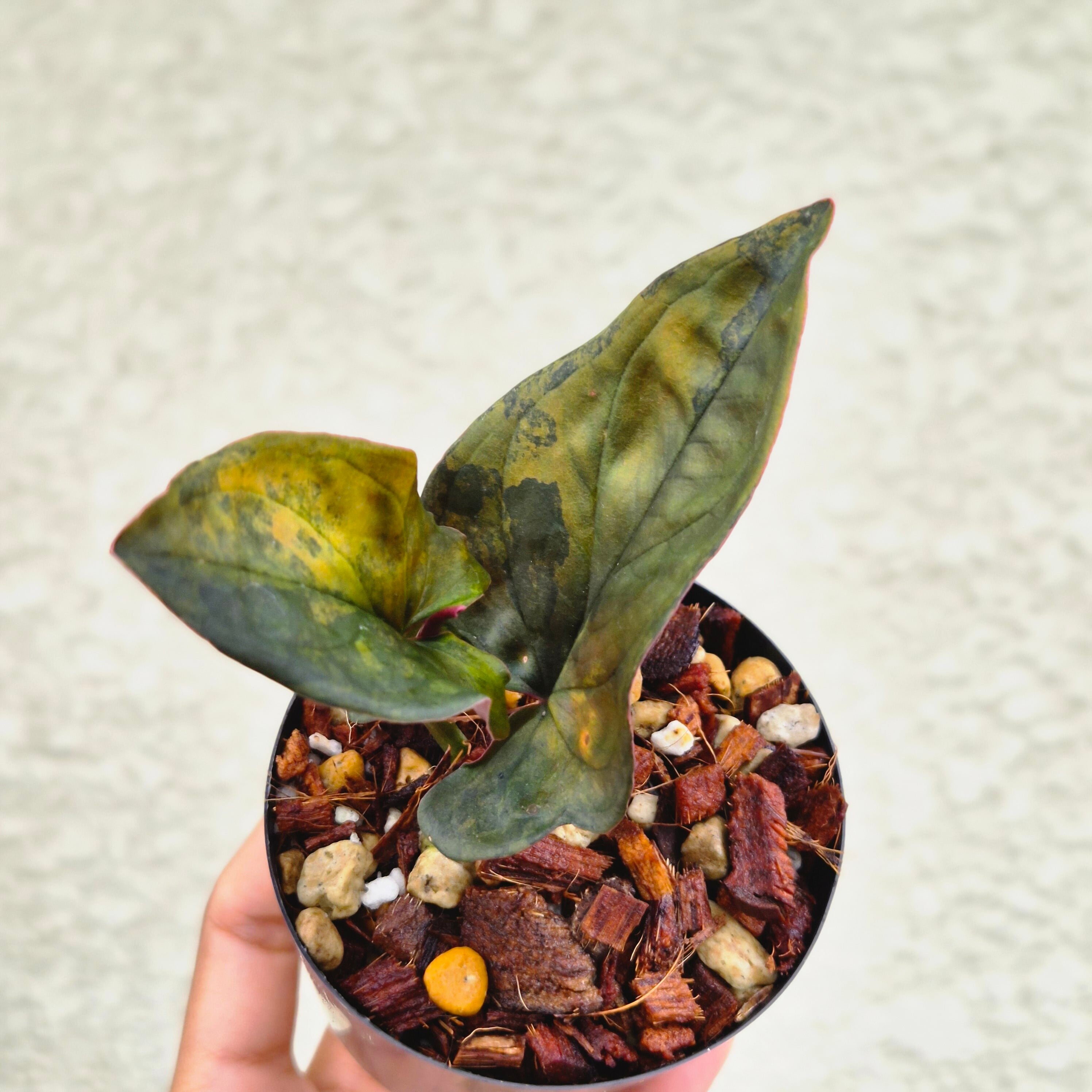 ♡希少♡〔シンゴニウム レッド・アロー 斑入り/チョコレート斑入り〕 Syngonium Red Arrow Var. / Chocolate Var. 観葉植物