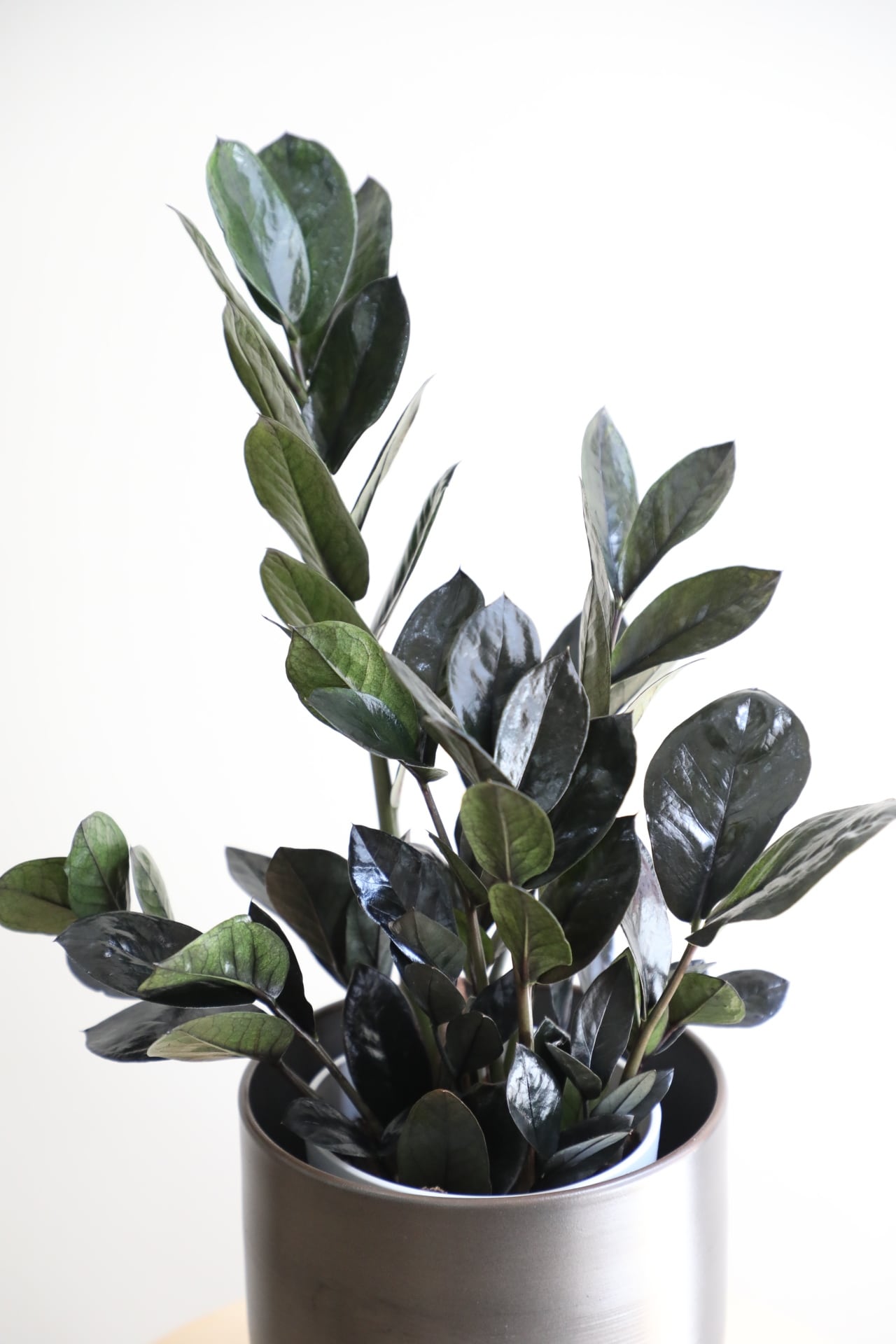 M】ザミオクルカス レイヴン/Zamioculcas zamifolia Raven | 【厳選
