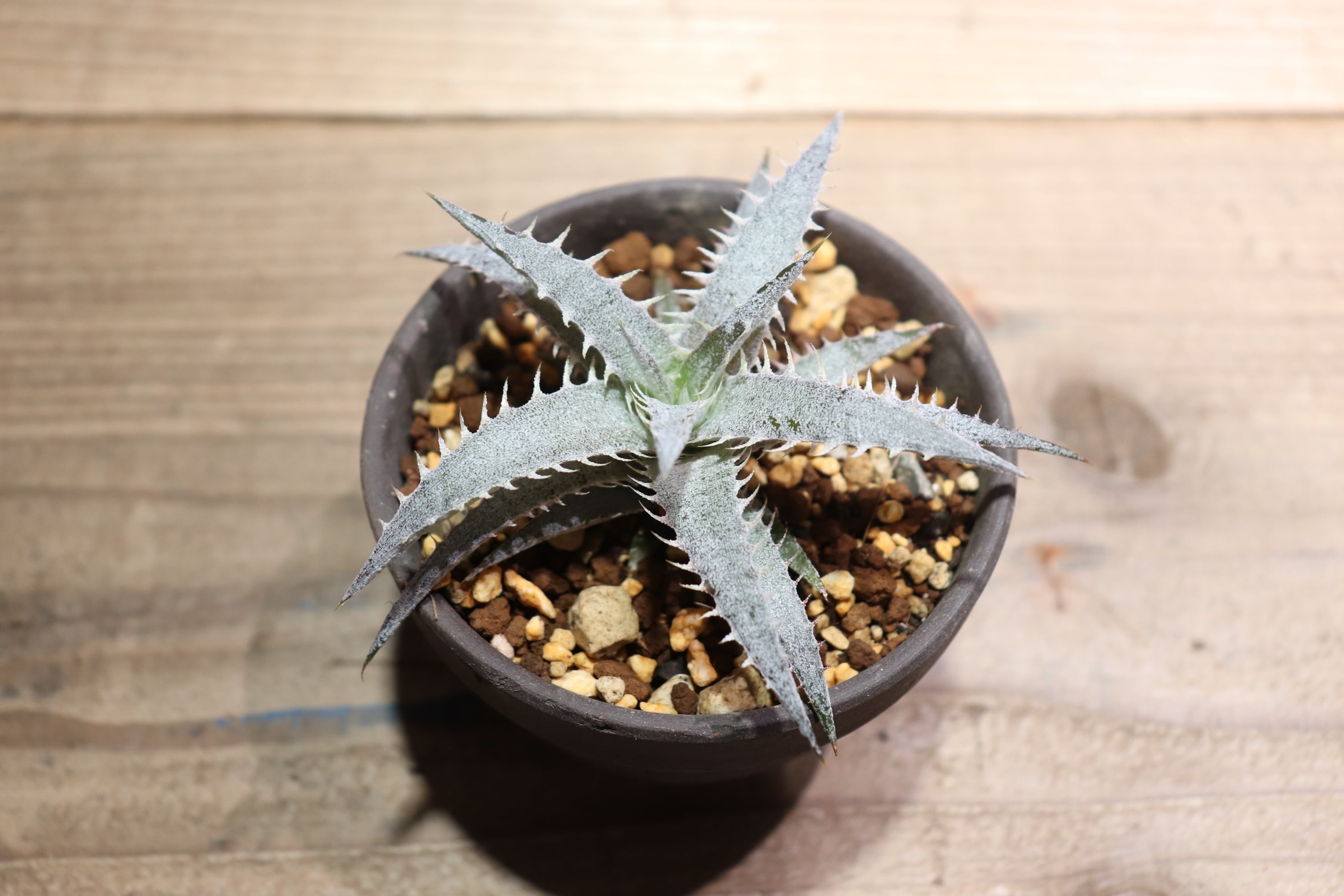 抜き苗送料無料】domfelicianensis x (delicata Rubra x magnifica