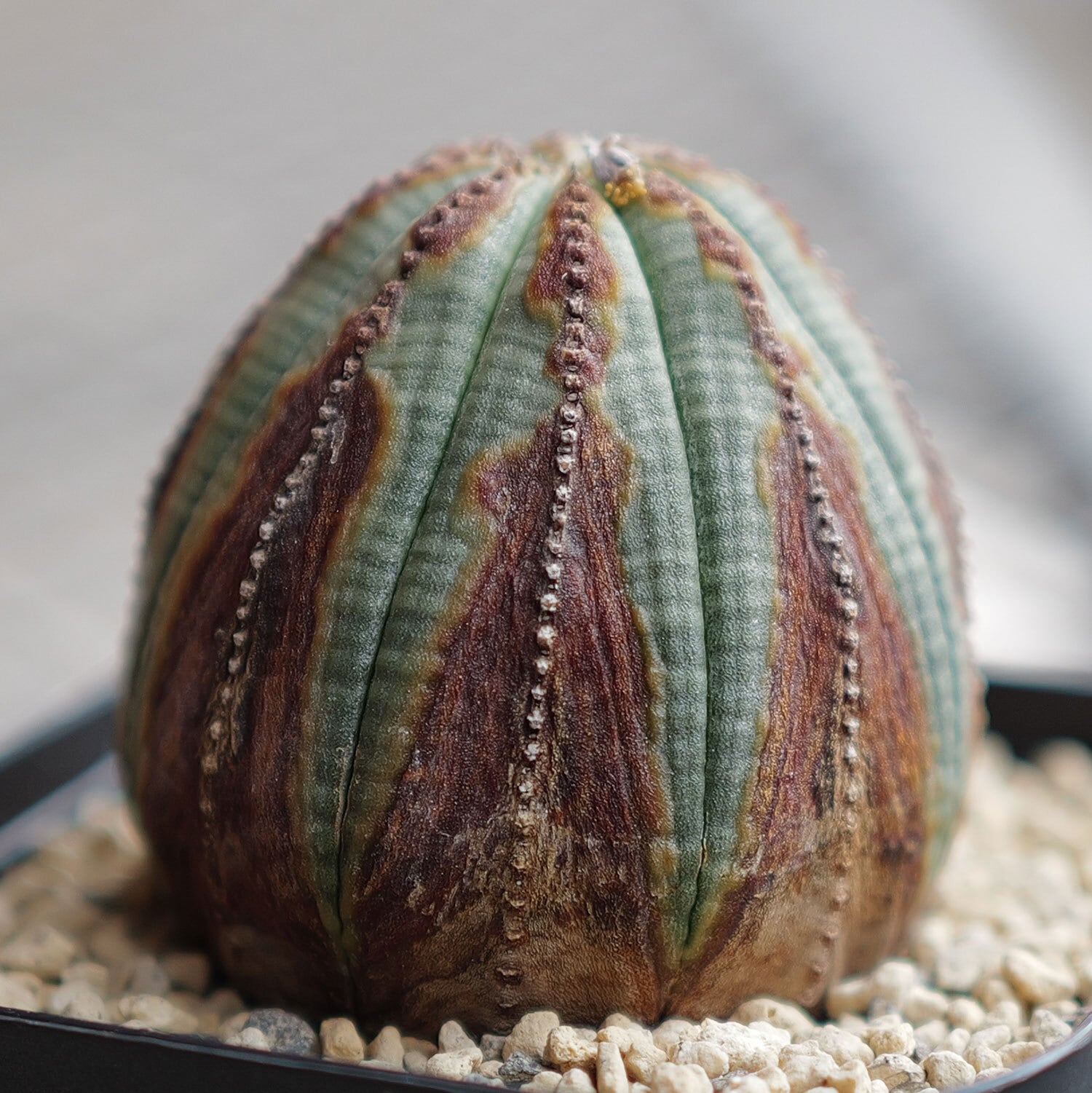 オス株 美模様 木質化 オベサ / ユーフォルビア