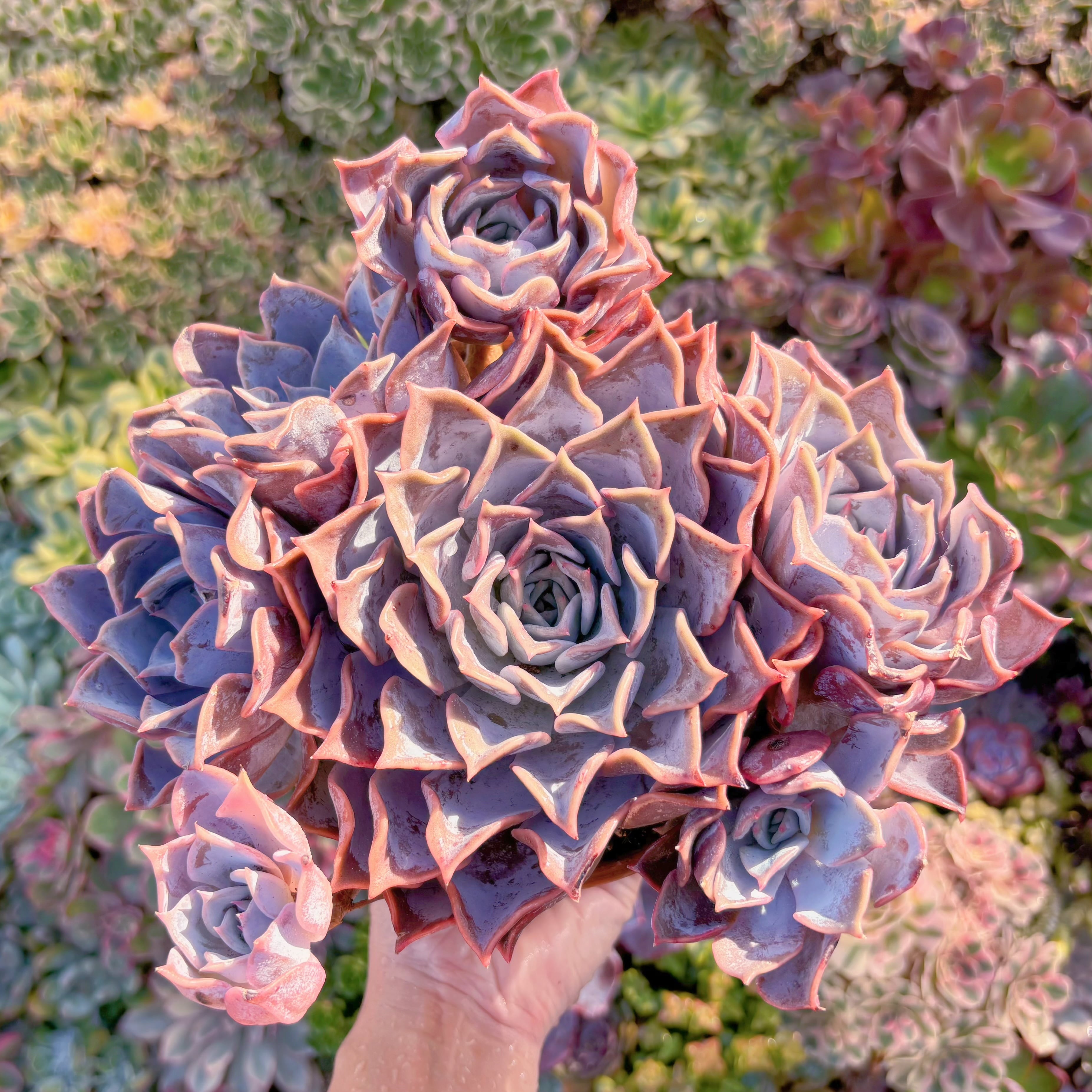 現品　ルシラ#850　特大群生　るる農園