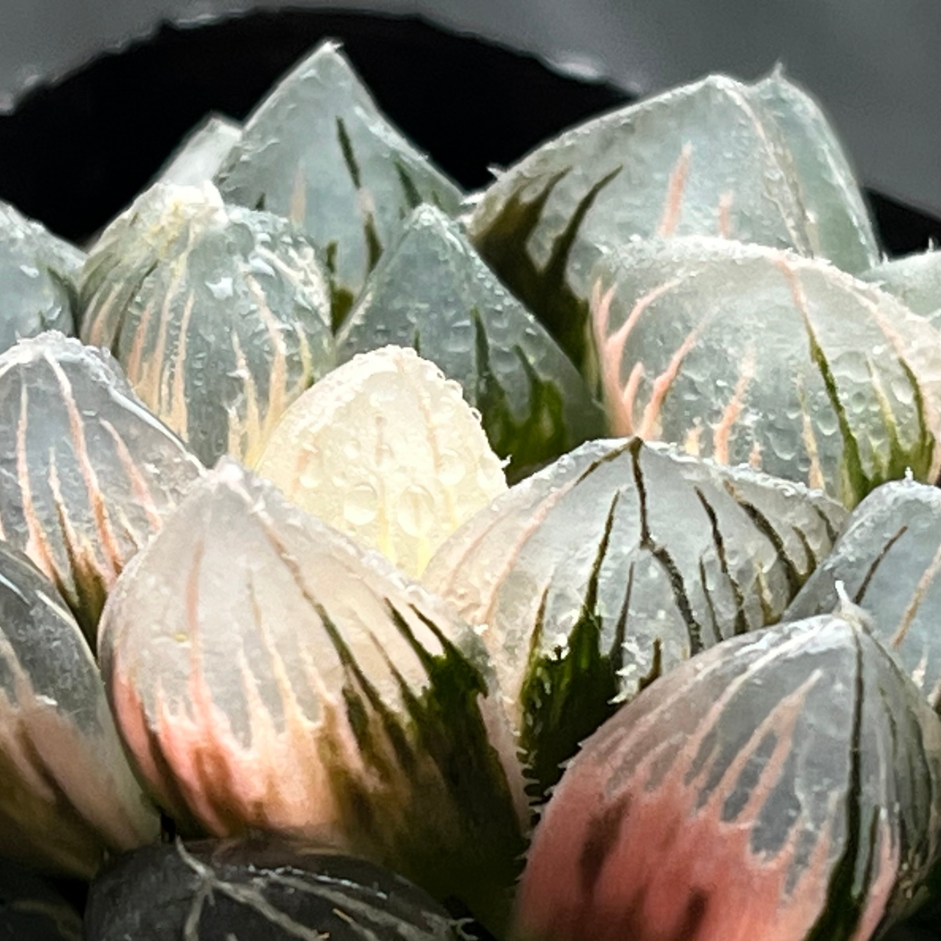 ハオルチア 竜爪 オブツーサ錦① | mocono_plants