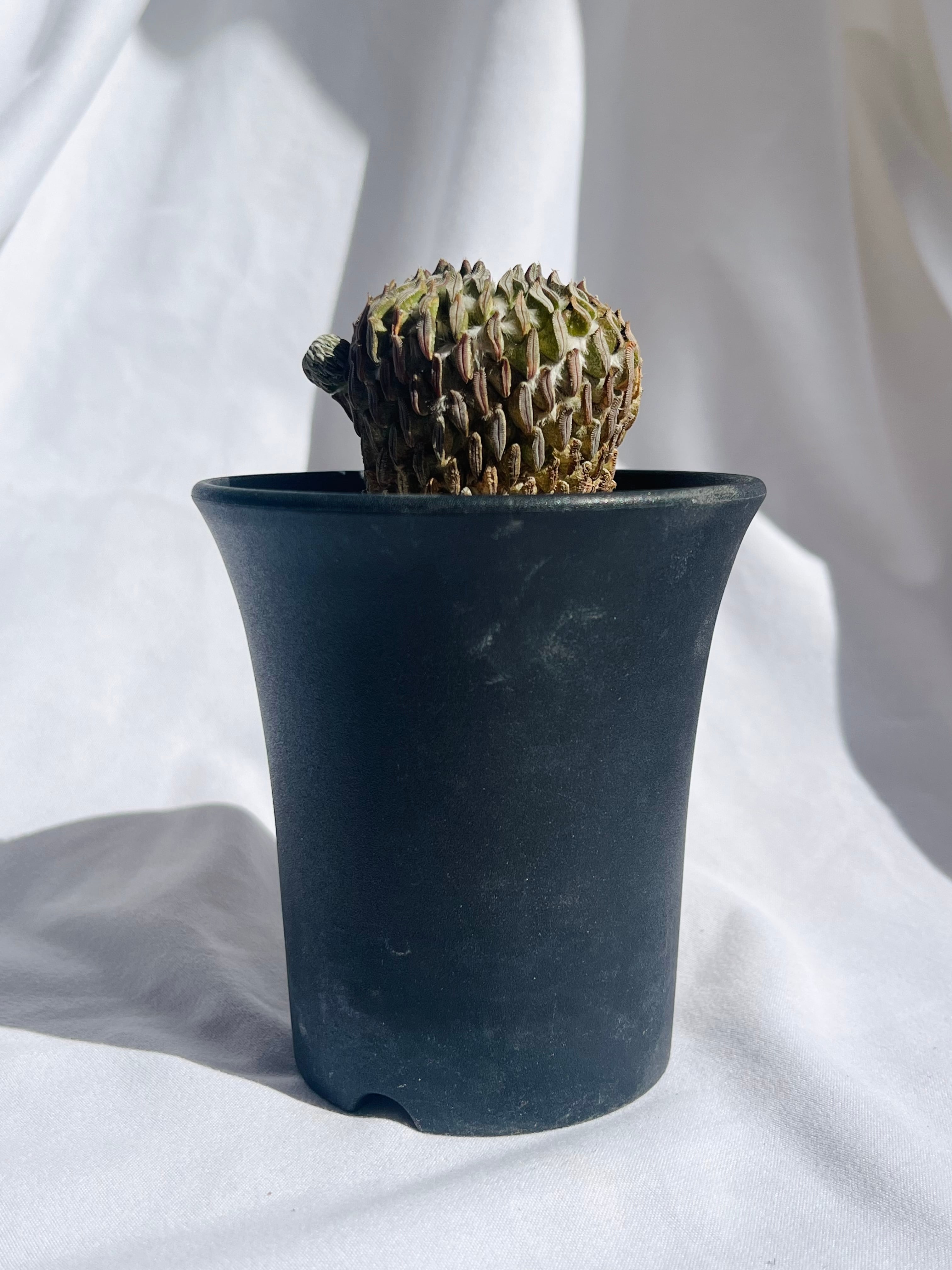 Pelecyphora aselliformis ペレキフォラ 精巧丸 サボテン | plants