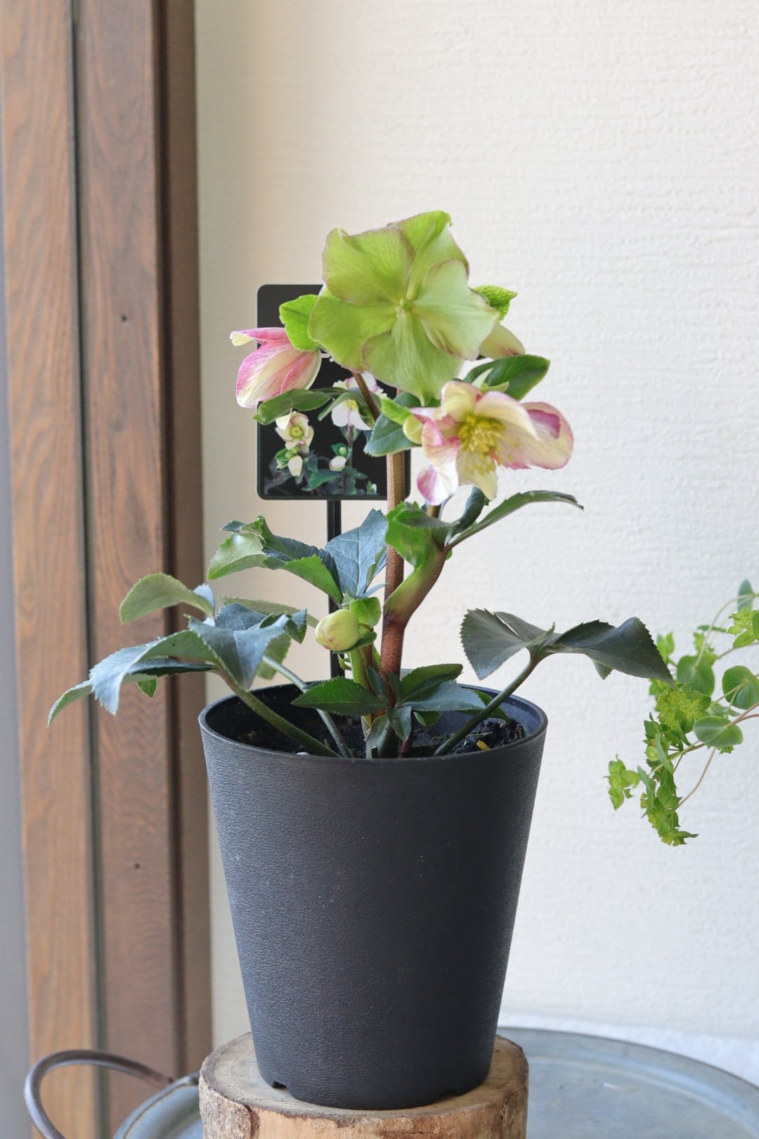 ふわっと枝垂れる❤︎一面の白小花❤︎コデマリ籠寄せ植え | Total