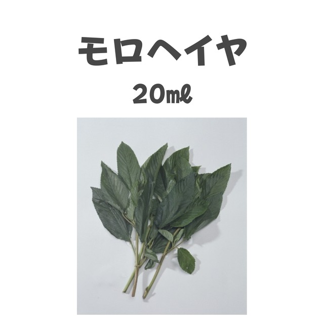モロヘイヤ　モロヘイヤ種子・20ml