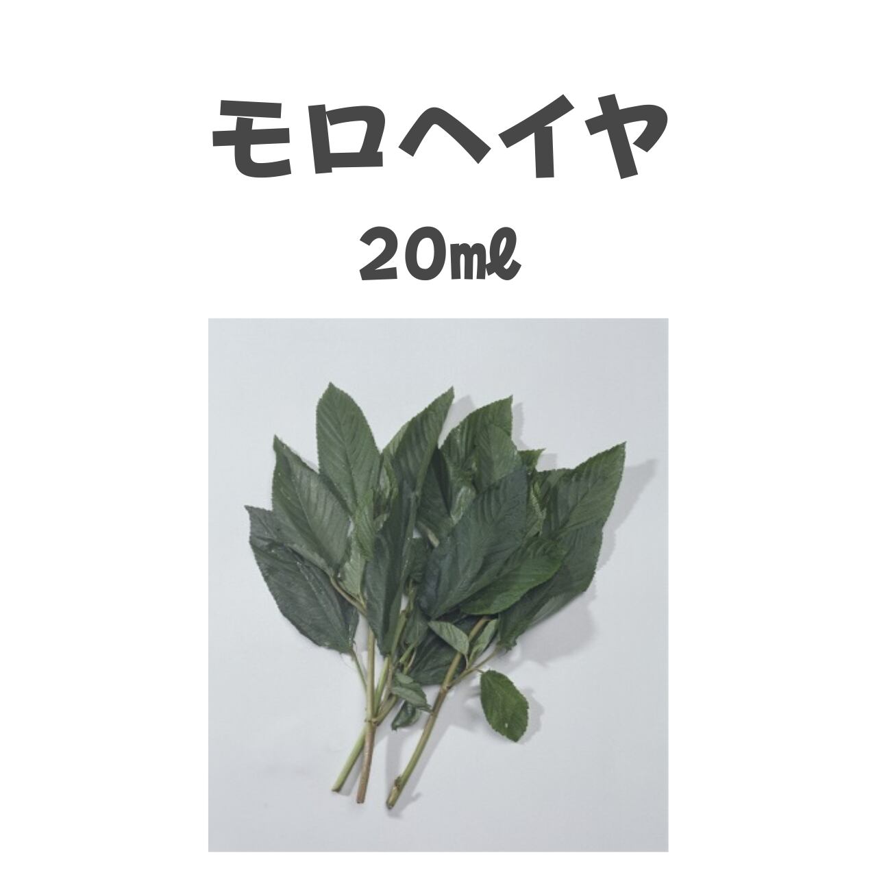 モロヘイヤ モロヘイヤ種子・20ml