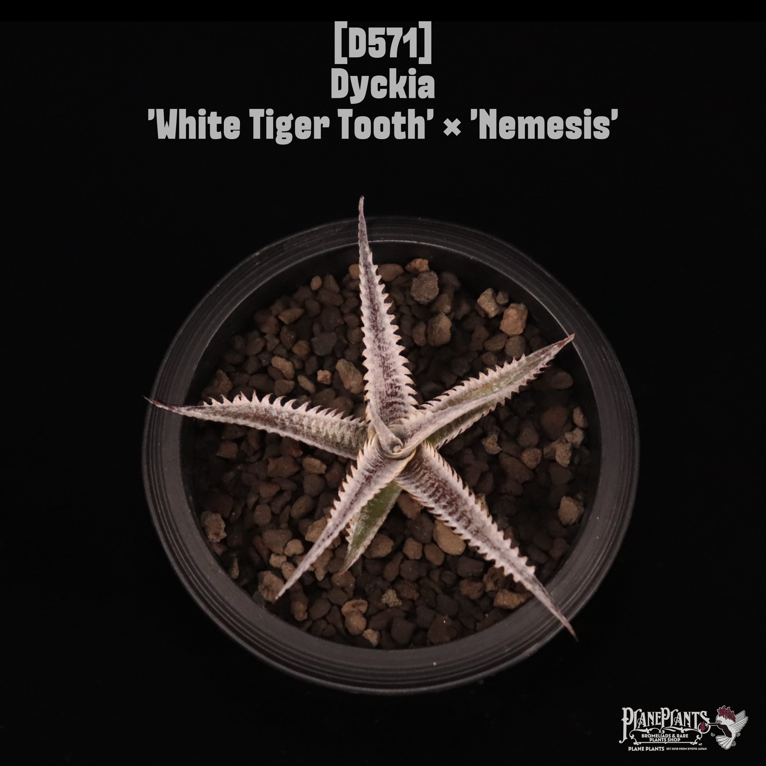 Dyckia | plane plants