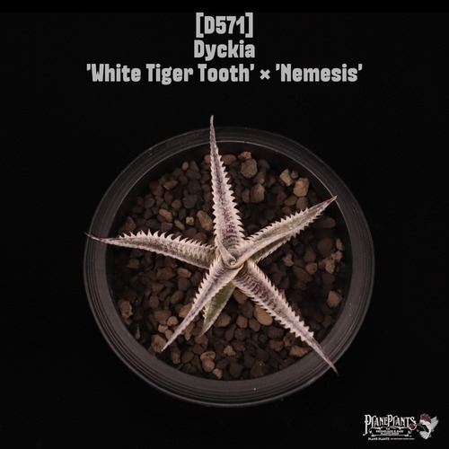 【送料無料】Dyckia 'White Tiger Tooth' × 'Nemesis'〔ディッキア〕現品発送D571