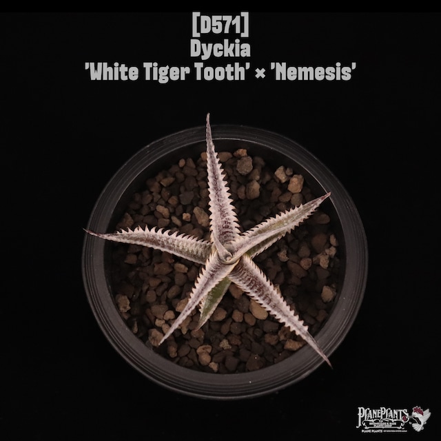 【送料無料】‘Wolf’×marnier-lapostollei〔ディッキア〕現品発送D0305