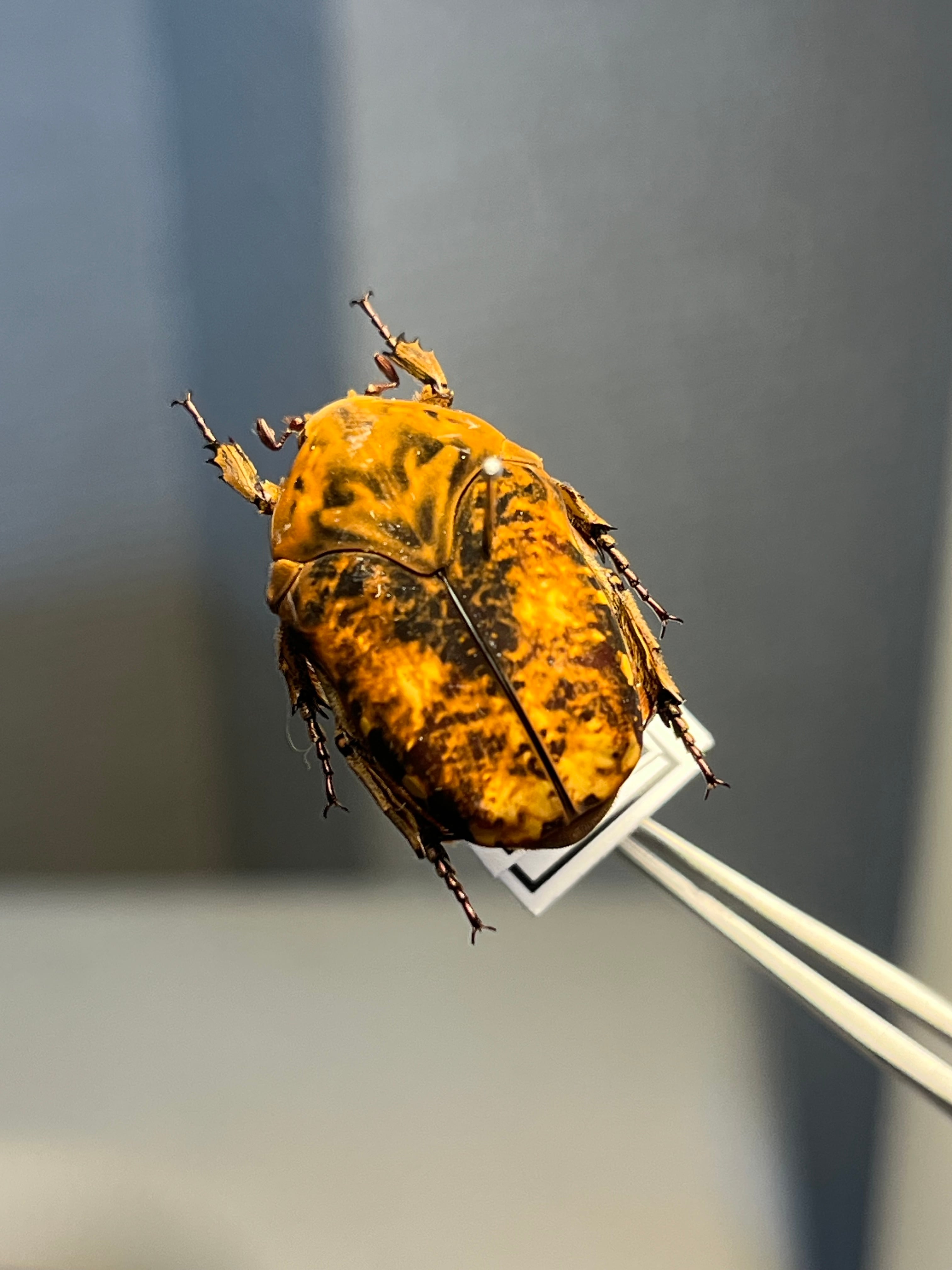 19mm】マエガミパッツンゴミムシダマシ バケモノカオナシ