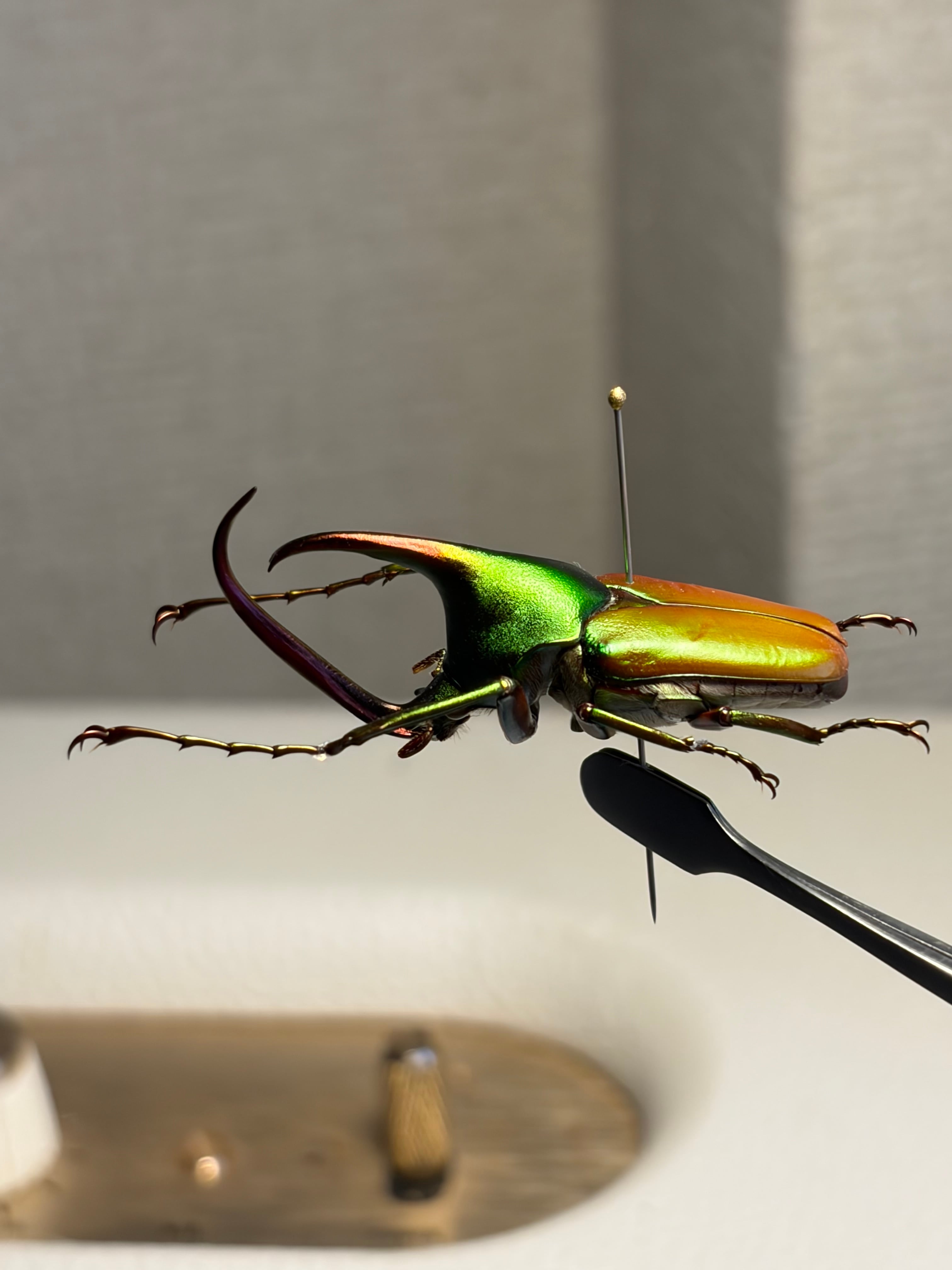 41mm】アントアンカブトハナムグリ 標本 | オモニキチュウ