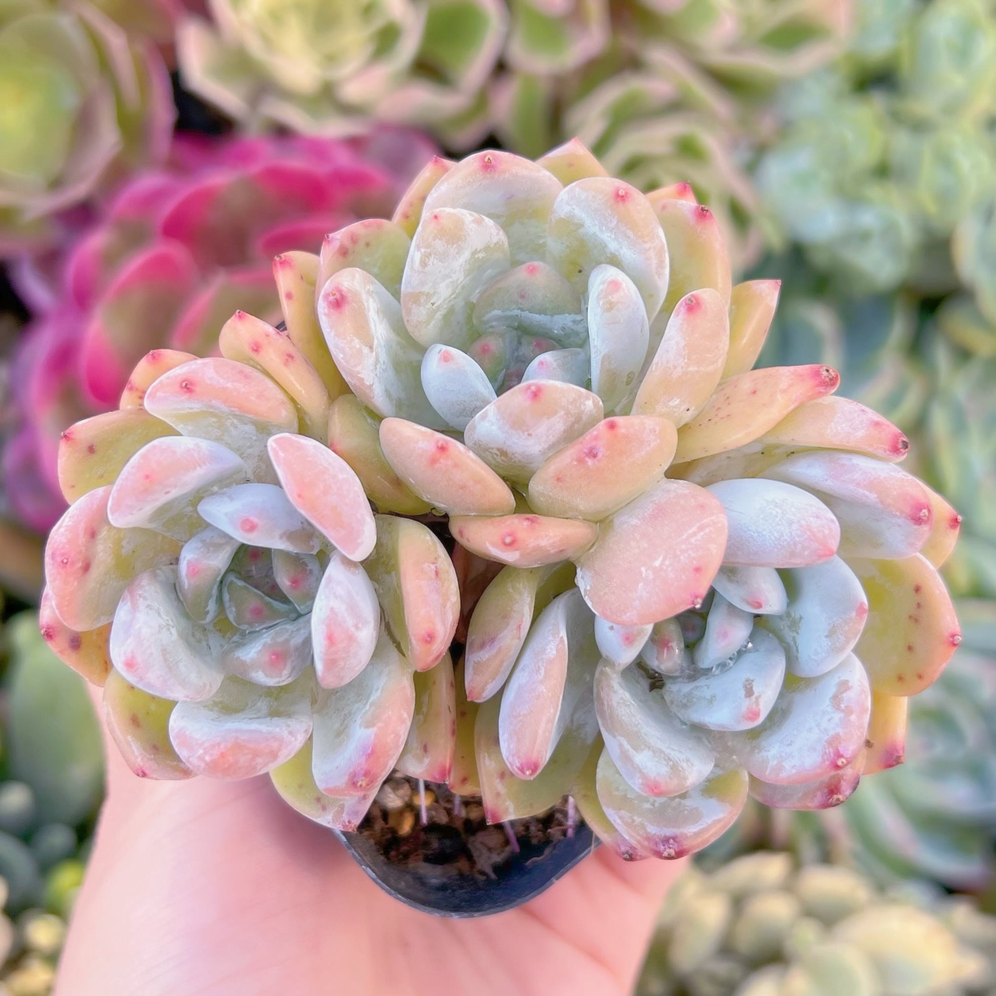 現品　ラウイx冷香#621　群生　るる農園