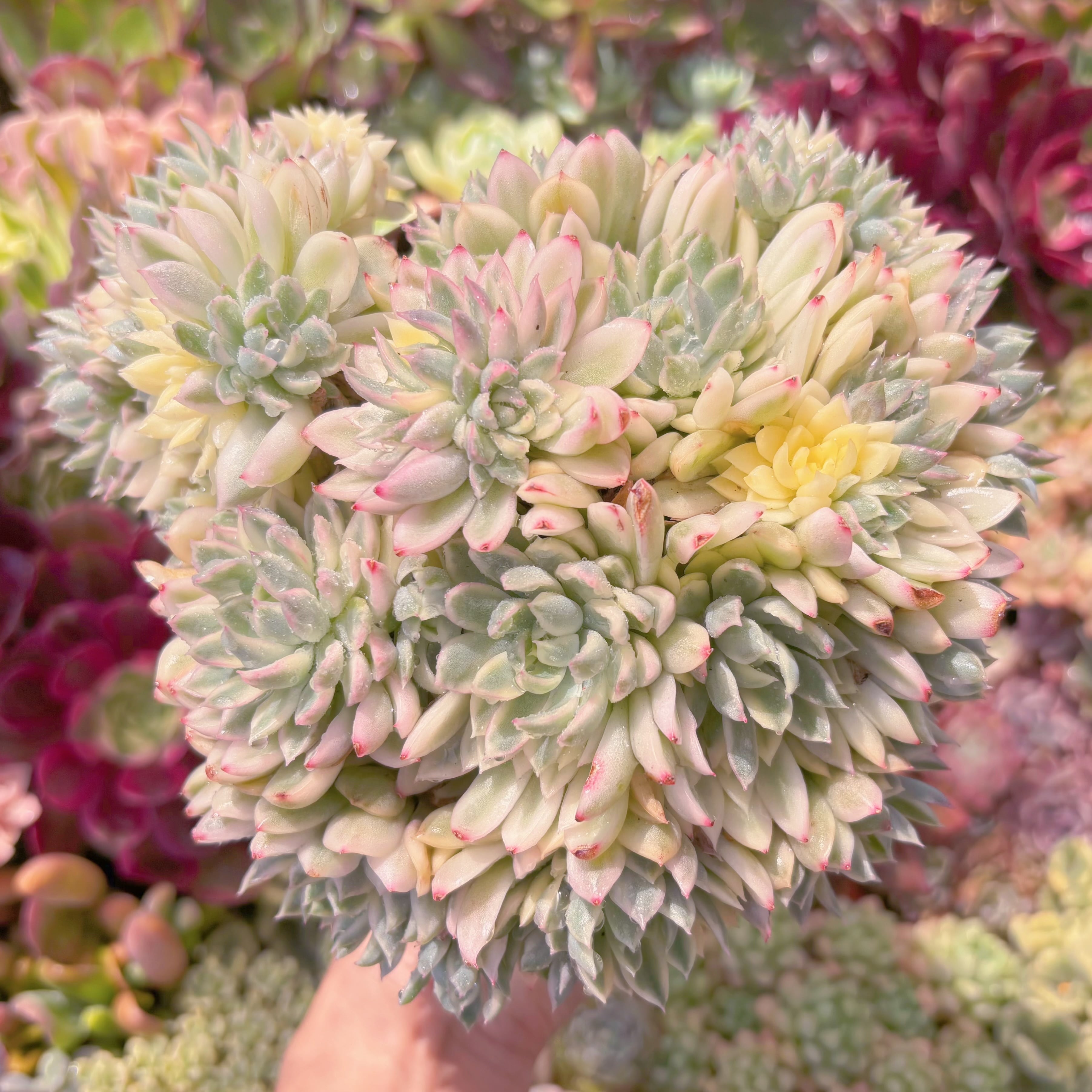 現品　女雛錦#249　新入荷　るる農園