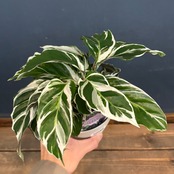 カラテア　ホワイトフュージョン【344】