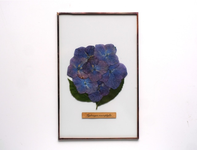 紫陽花のガラス標本 no.13 -Hydrangea Glass Specimen-