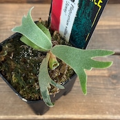 【ビカクシダフェア対象】ビカクシダ ジェニー P. willinckii 'Jenny'【658】