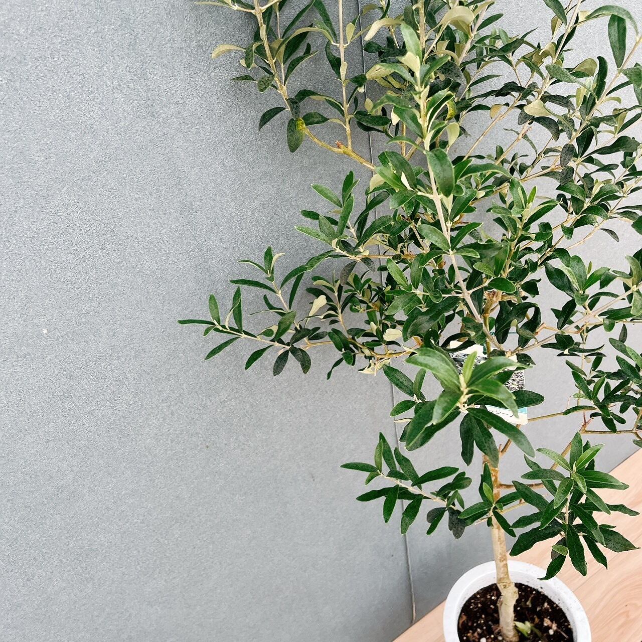 現品］【希少】21番 オリーブ アスコラーナ 8号 観葉植物 レア