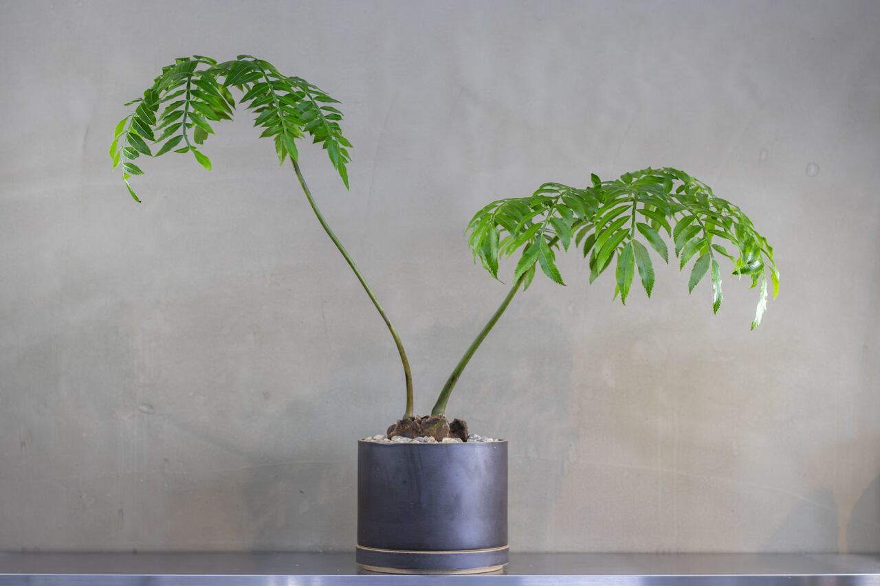 Anthurium Ralph Lynam / アンスリウム・ラルフ・リナム② | Pay ID